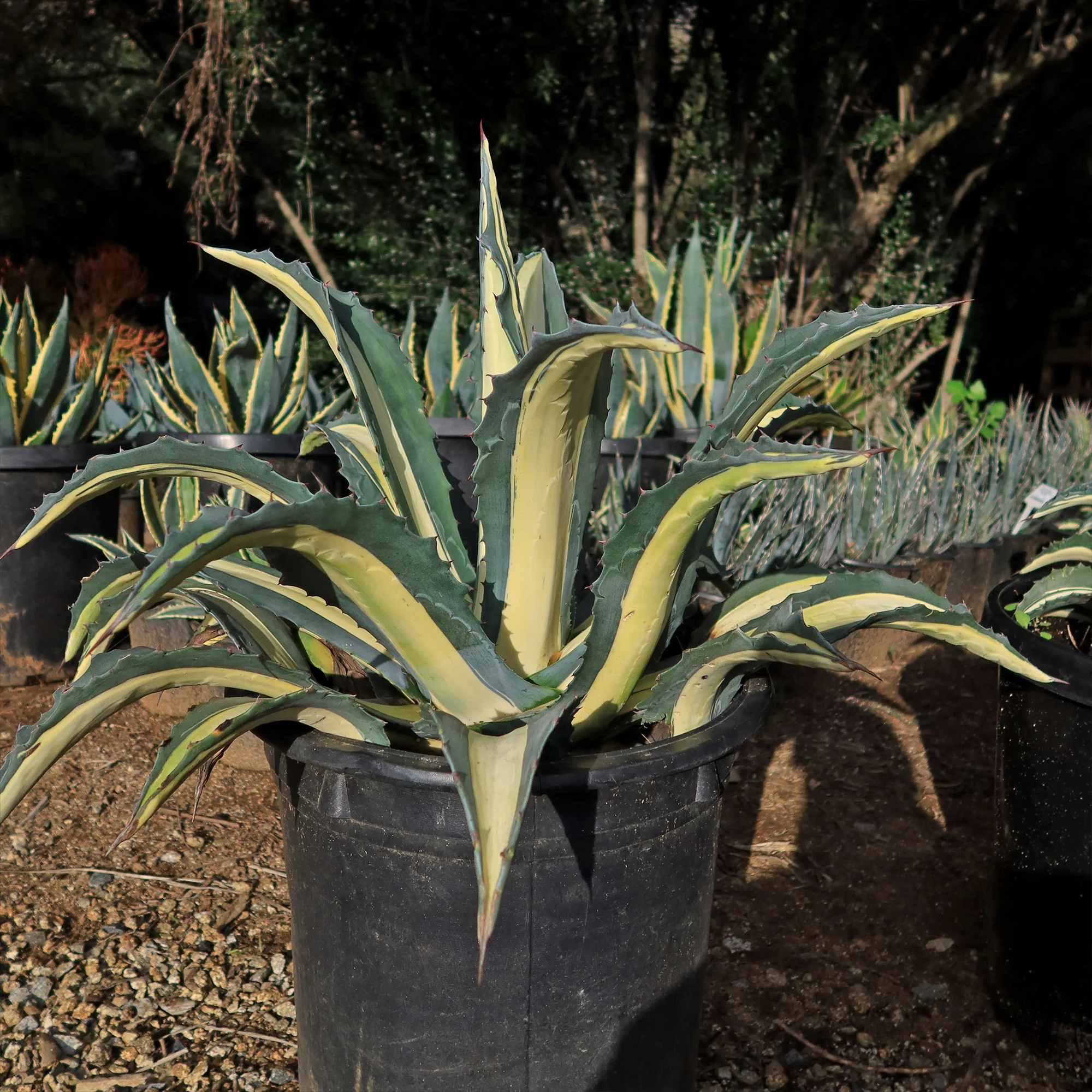 Agave mediopicta alba �C White Striped Century Plant