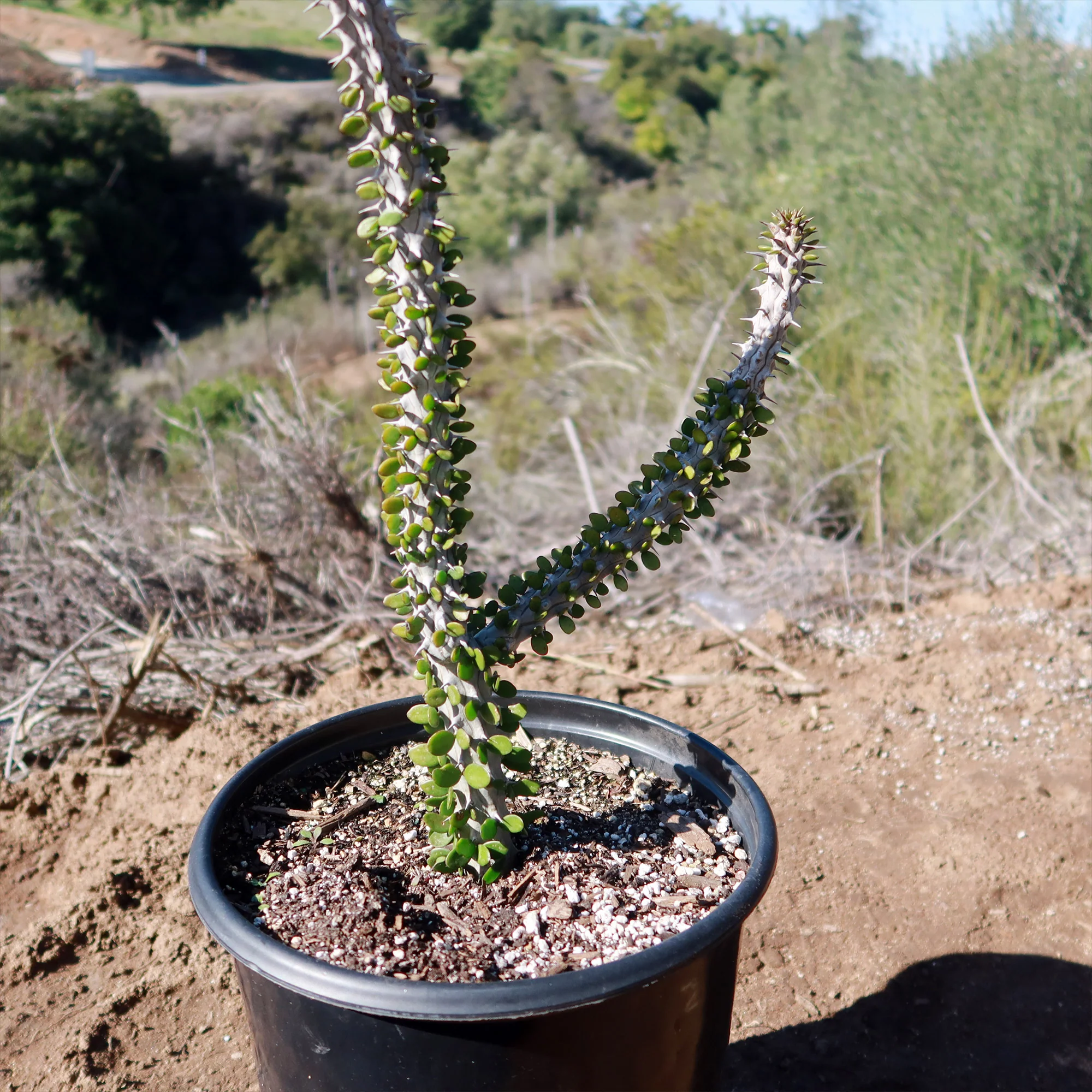 Madagascar ocotillo 'Alluaudia procera'