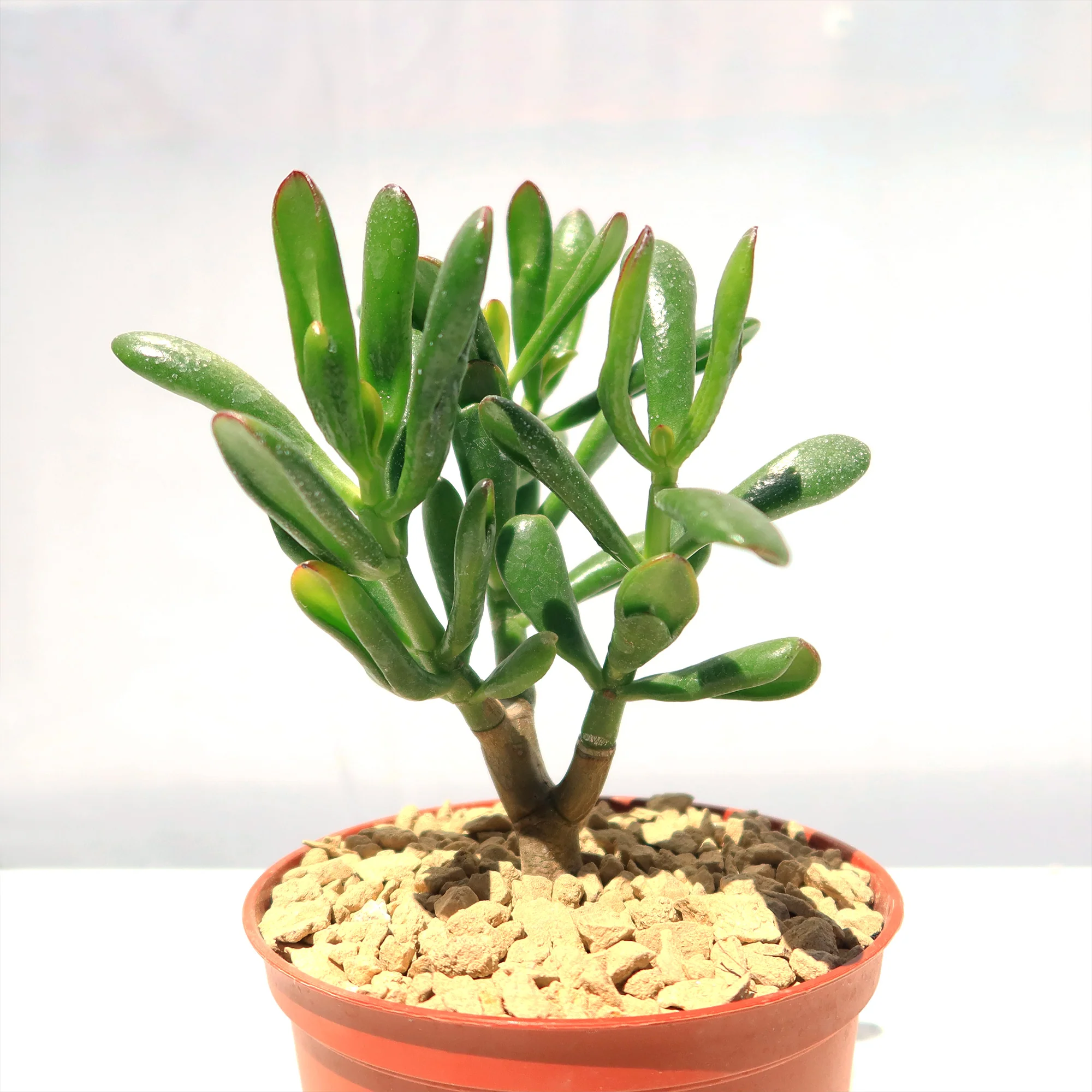 Jade Bonsai Tree -  Crassula ovata 'Hobbit'