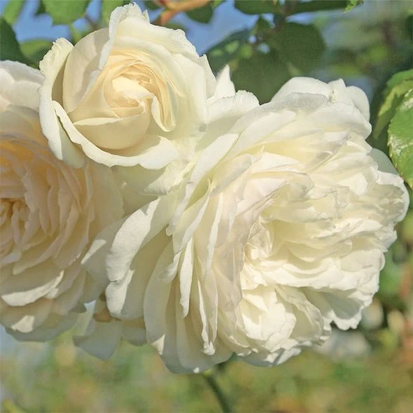 🌹 Ever-Bloom Climbing Roses Seeds | 🌸 Add Winter Elegance to Your Garden