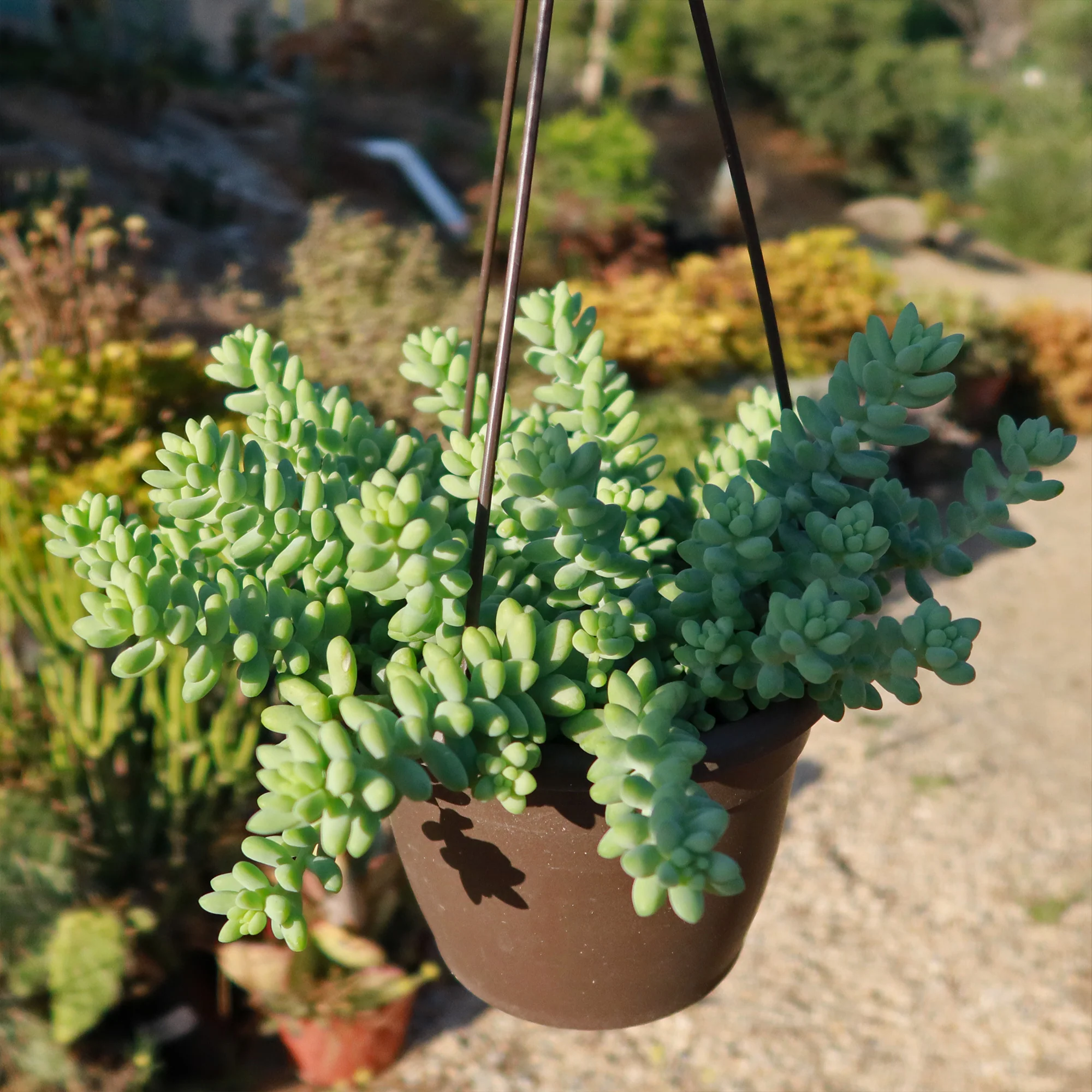 Burro��s Tail Succulent - Sedum morganianum ��Burrito��