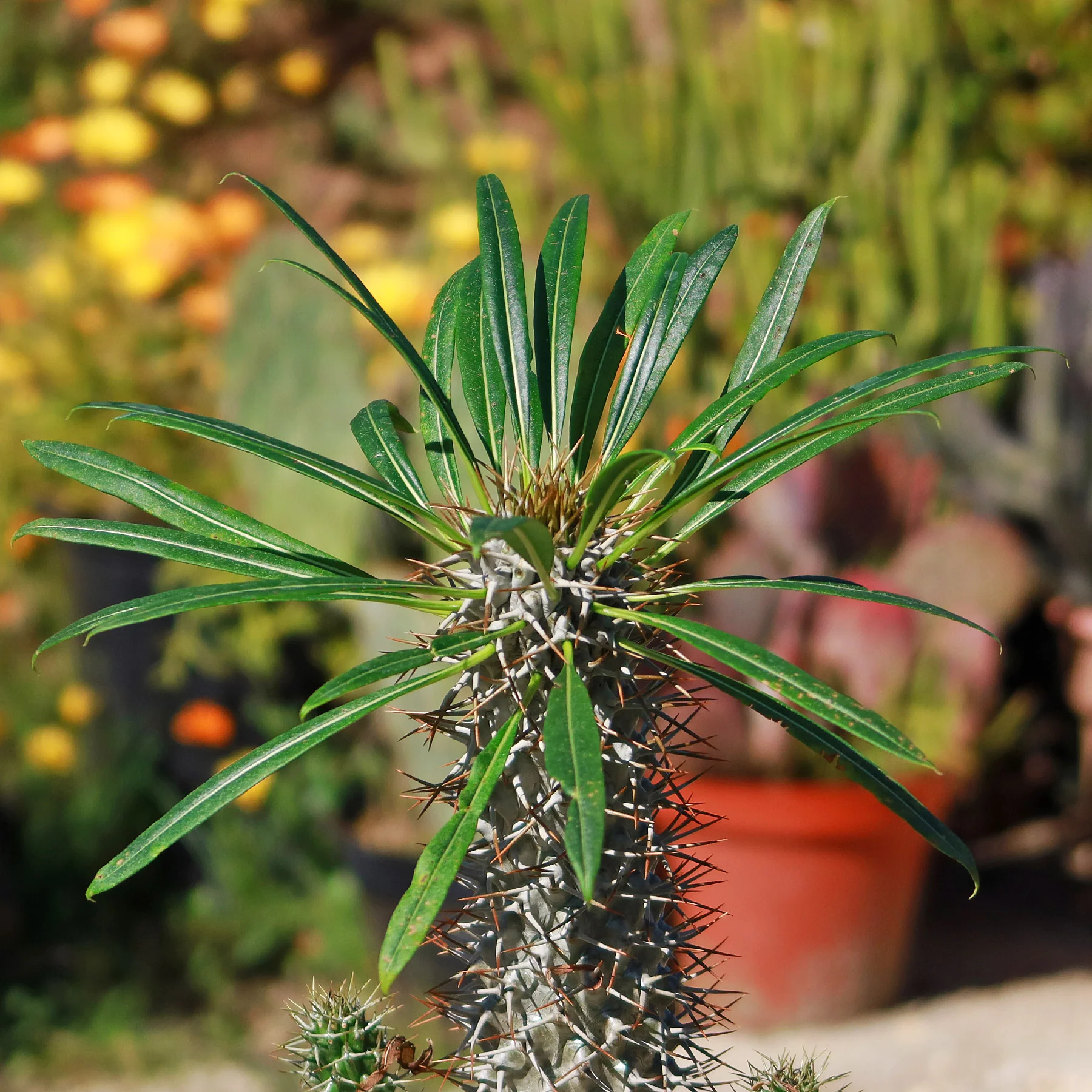 Madagascar Palm Plant - Pachypodium lamerei