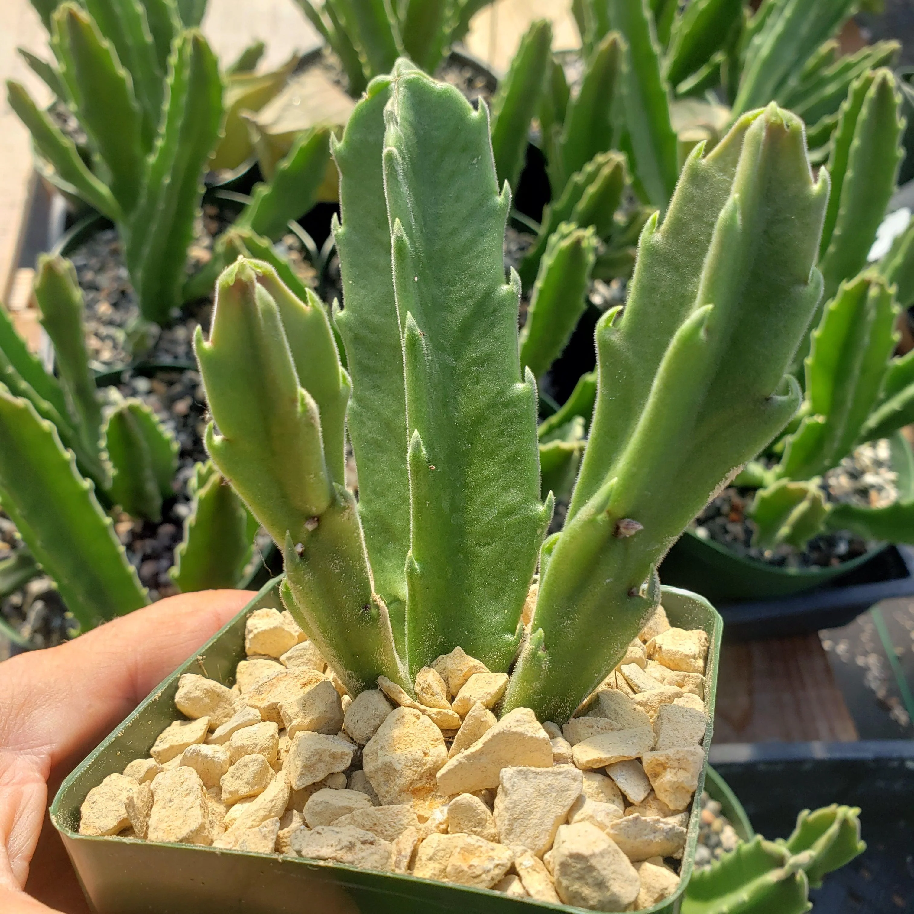 Carrion Plant 'Stapelia gigantea'