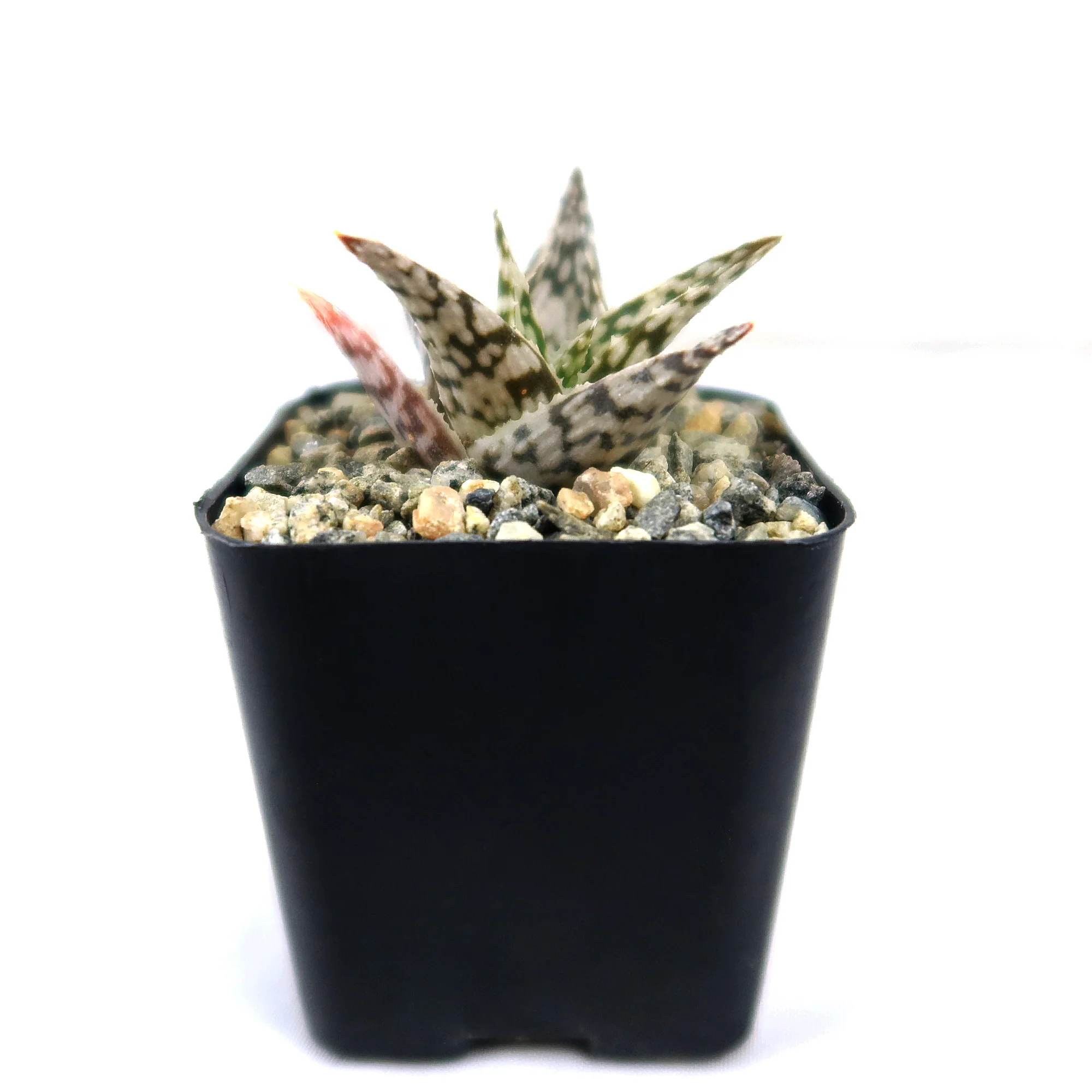 Aloe ��Blizzard��