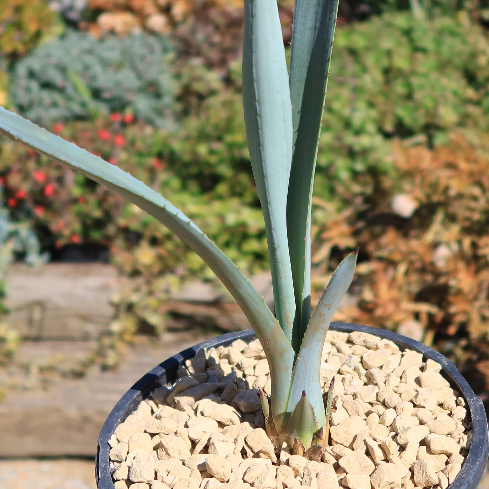 Blue agave - Agave Tequilana 'Tequila Plant'