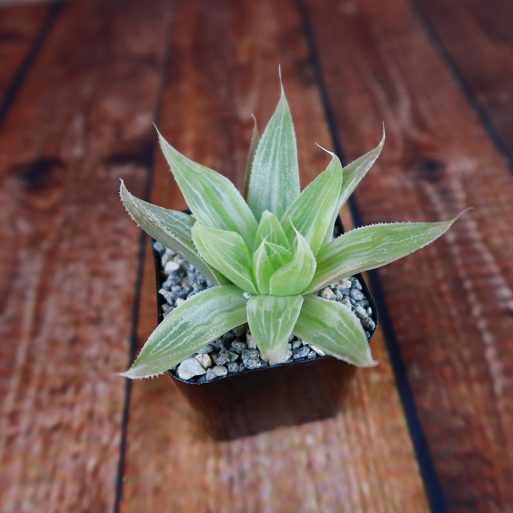 Haworthia  White Ghost