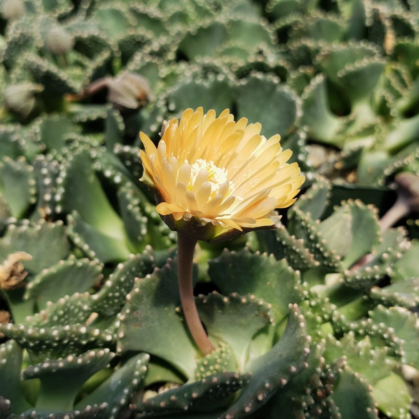 Aloinopsis malherbei