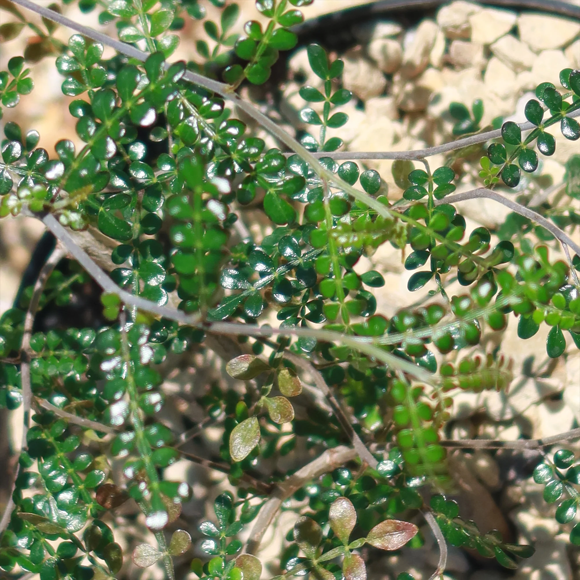 Operculicarya pachypus