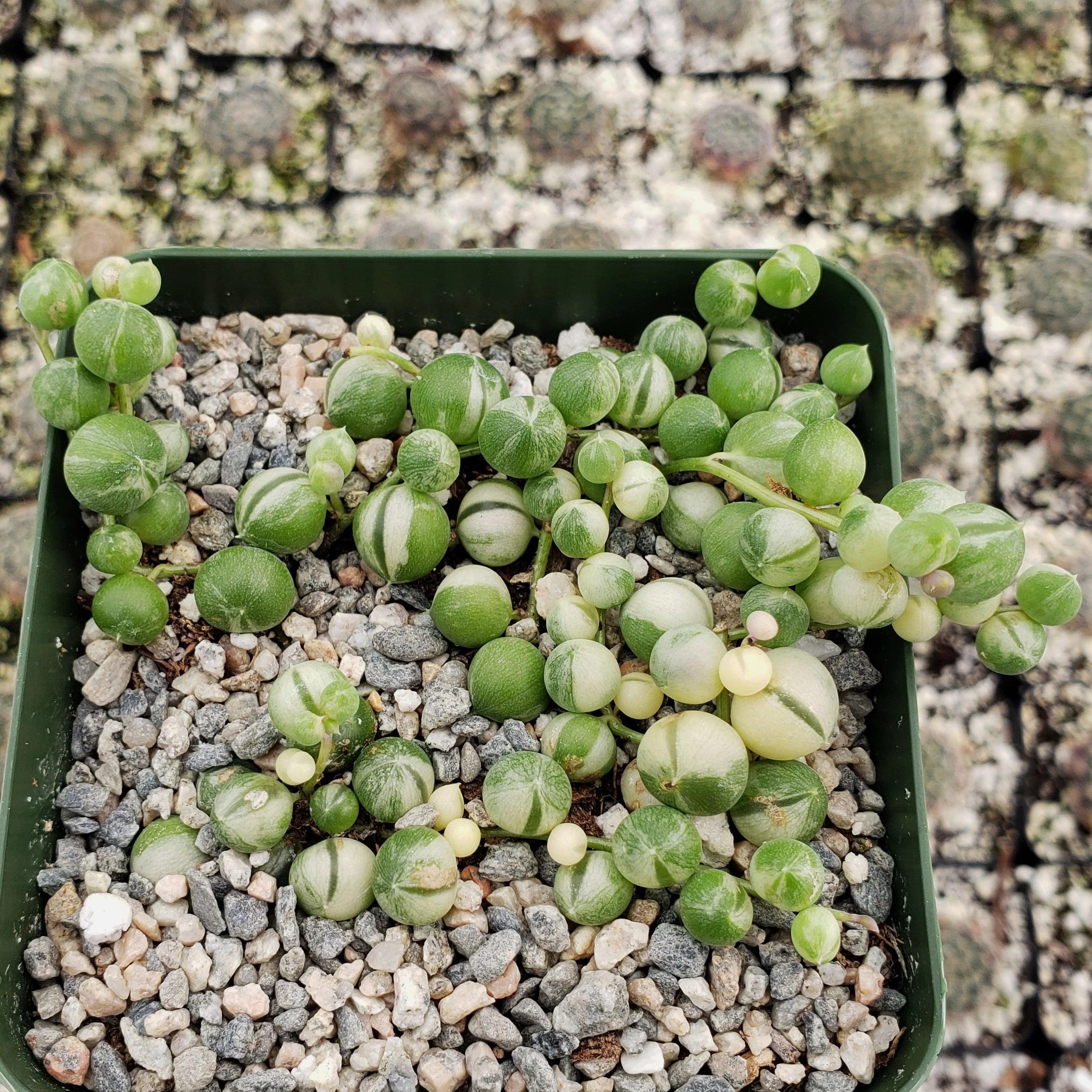 Variegated String of Pearls - Senecio Rowleyanus Variegated