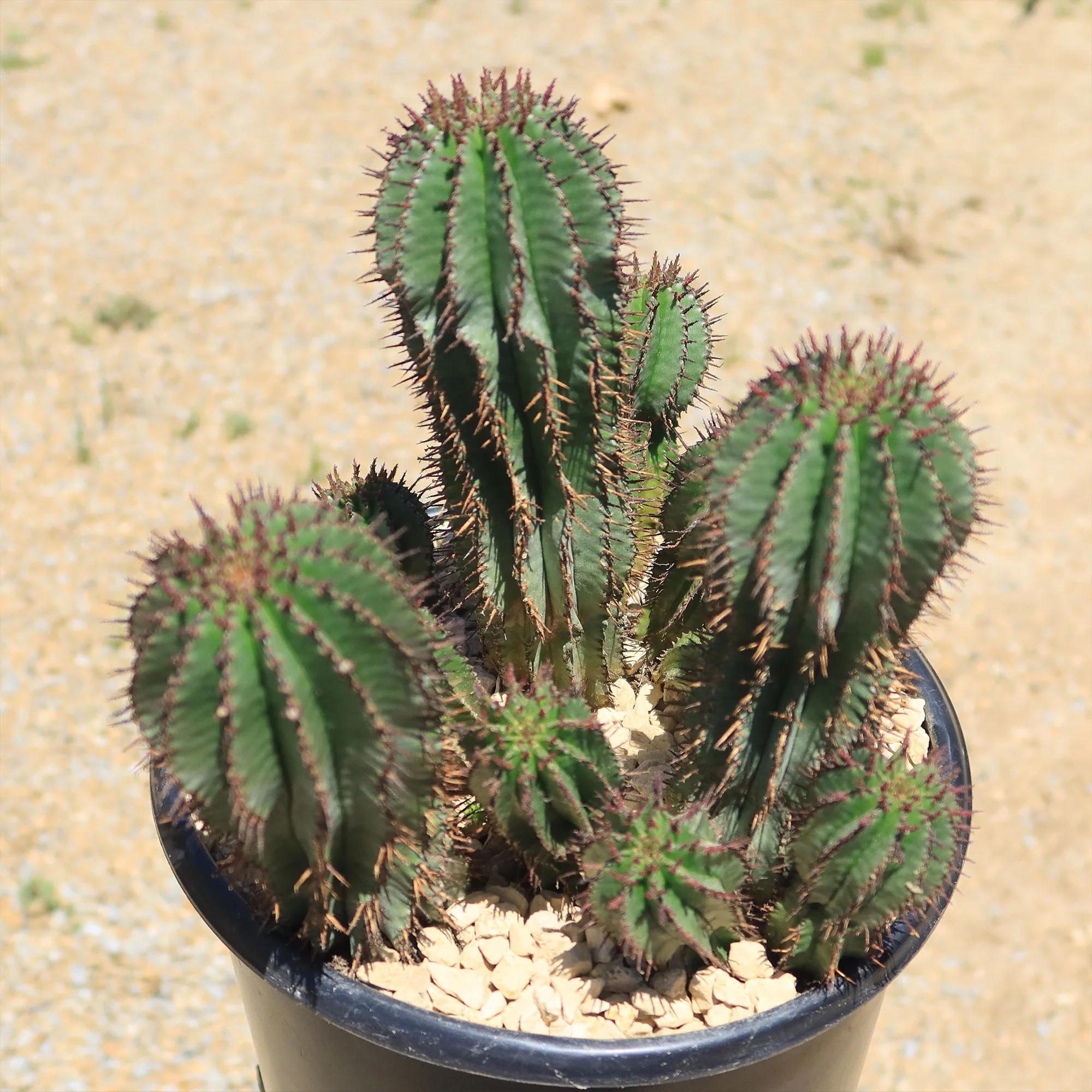 Milk Barrel Cactus ��Euphorbia cereiformis��
