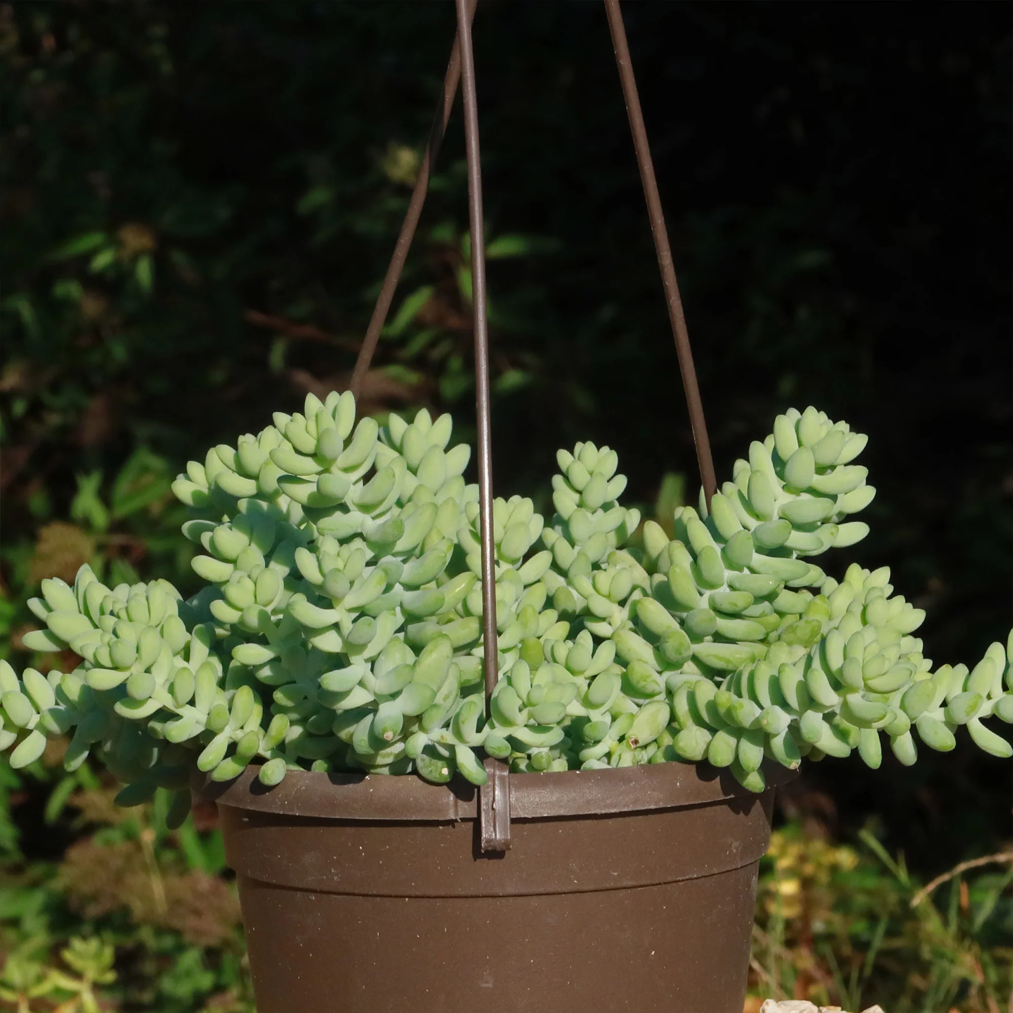 Burro��s Tail Succulent - Sedum morganianum ��Burrito��