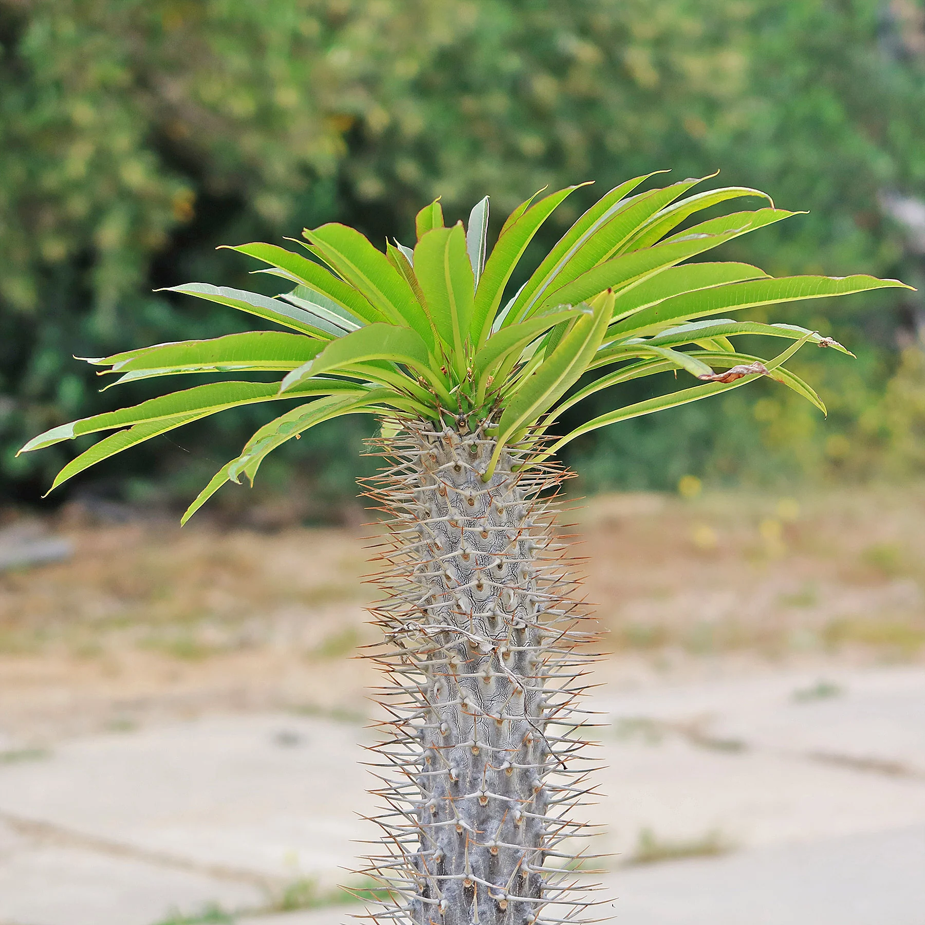 Madagascar Palm Plant - Pachypodium lamerei