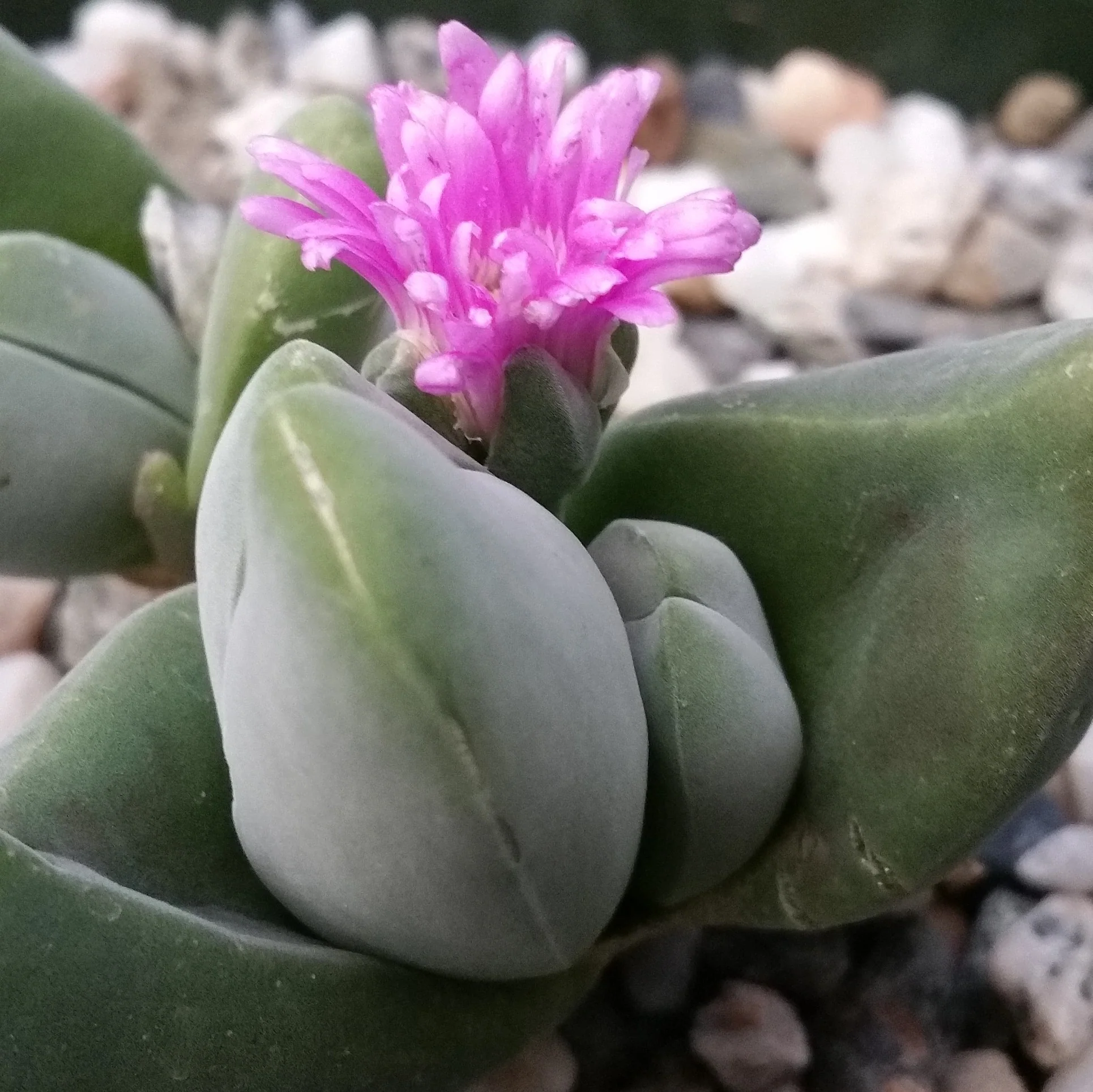 Gibbaeum dispar mesembs