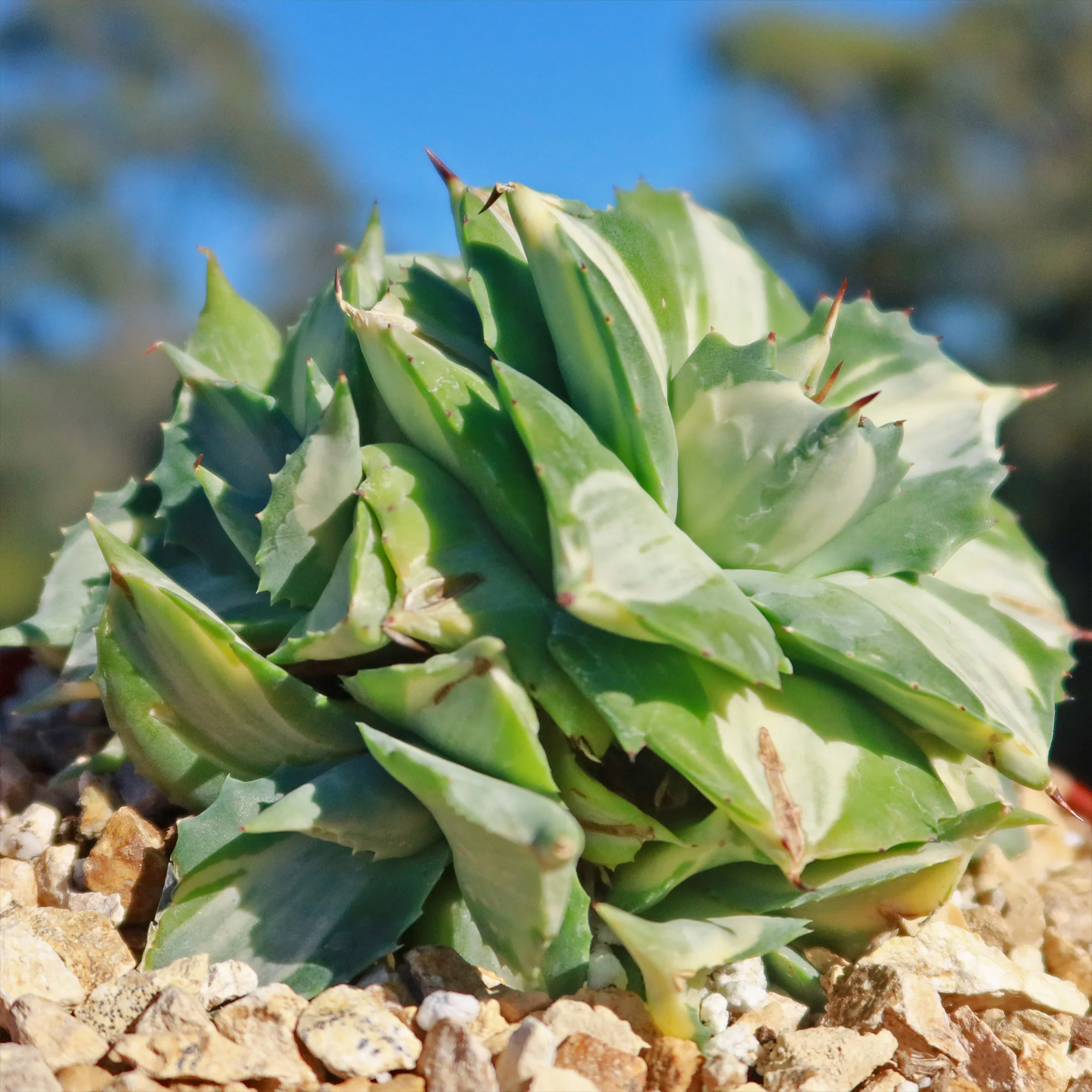 Variegated Dwarf Butterfly Agave - Agave isthmensis 'Ohi Raijin Shiro Nakafu'