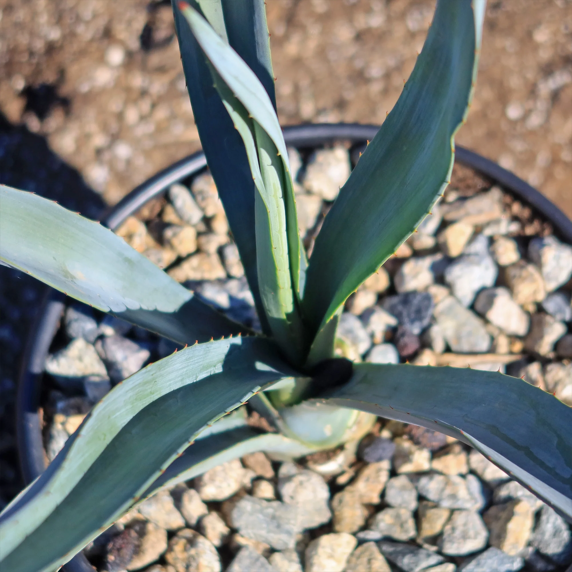 Blue agave - Agave Tequilana 'Tequila Plant'