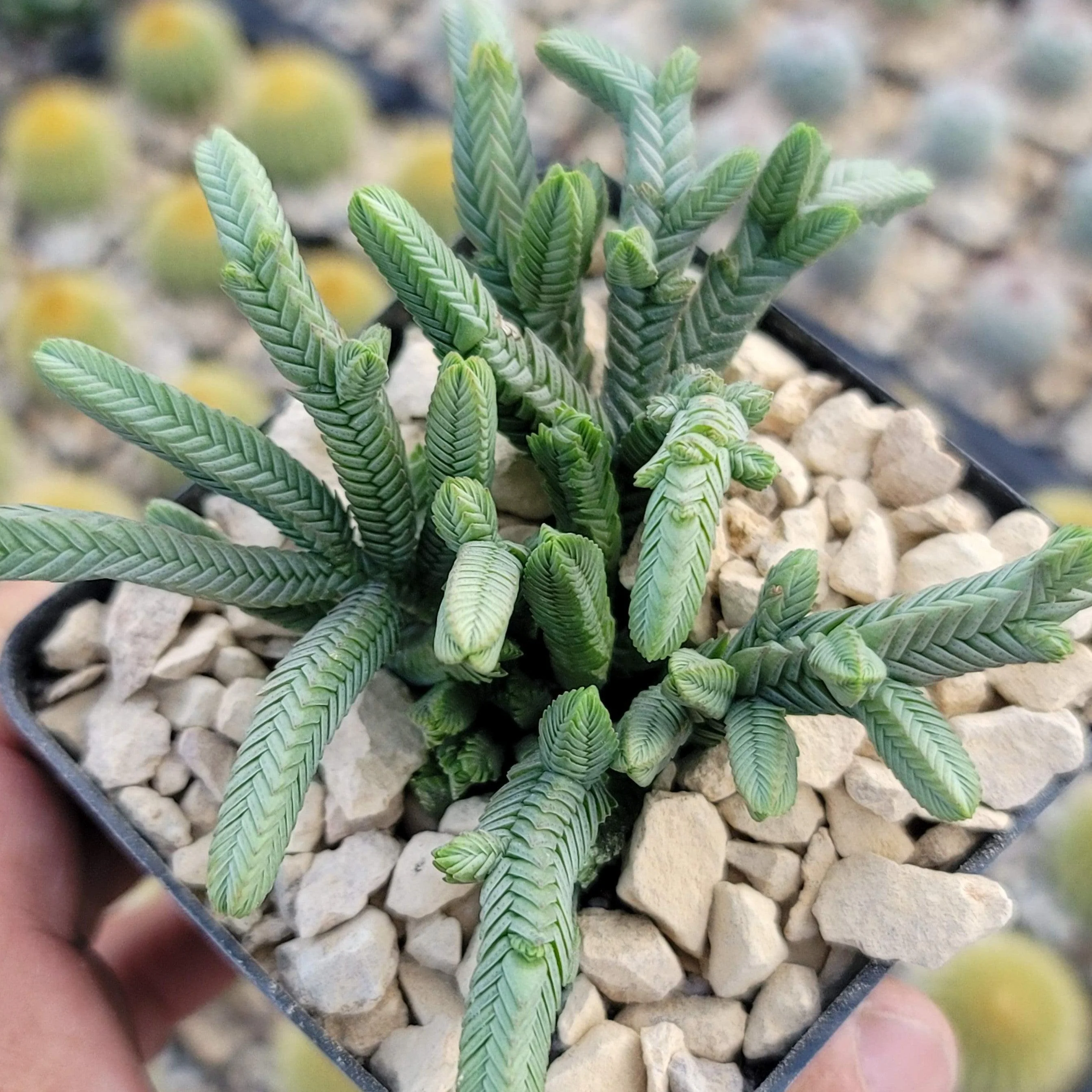 Pagoda Mini Jade ��Crassula pyramidalis��