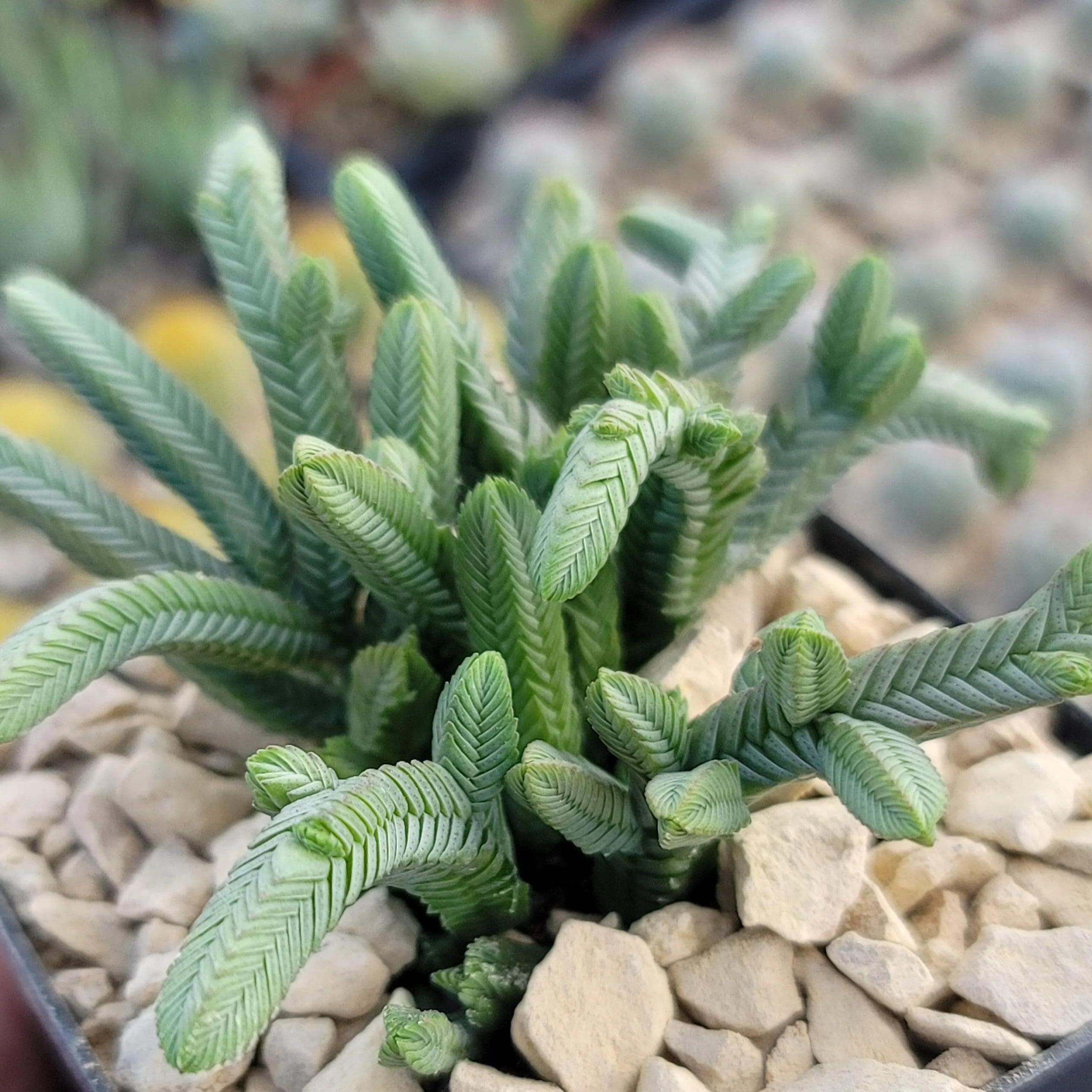 Pagoda Mini Jade ��Crassula pyramidalis��