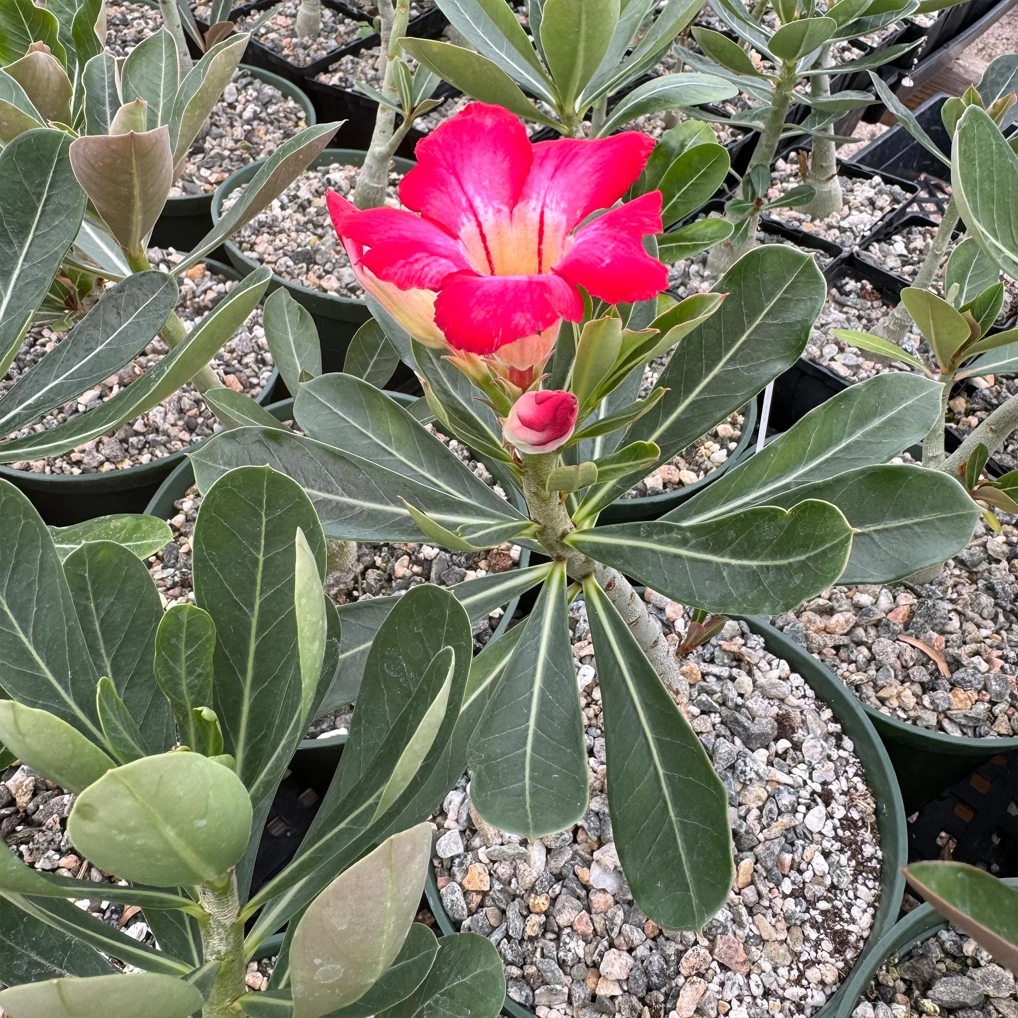Desert Rose 'Adenium obesum'
