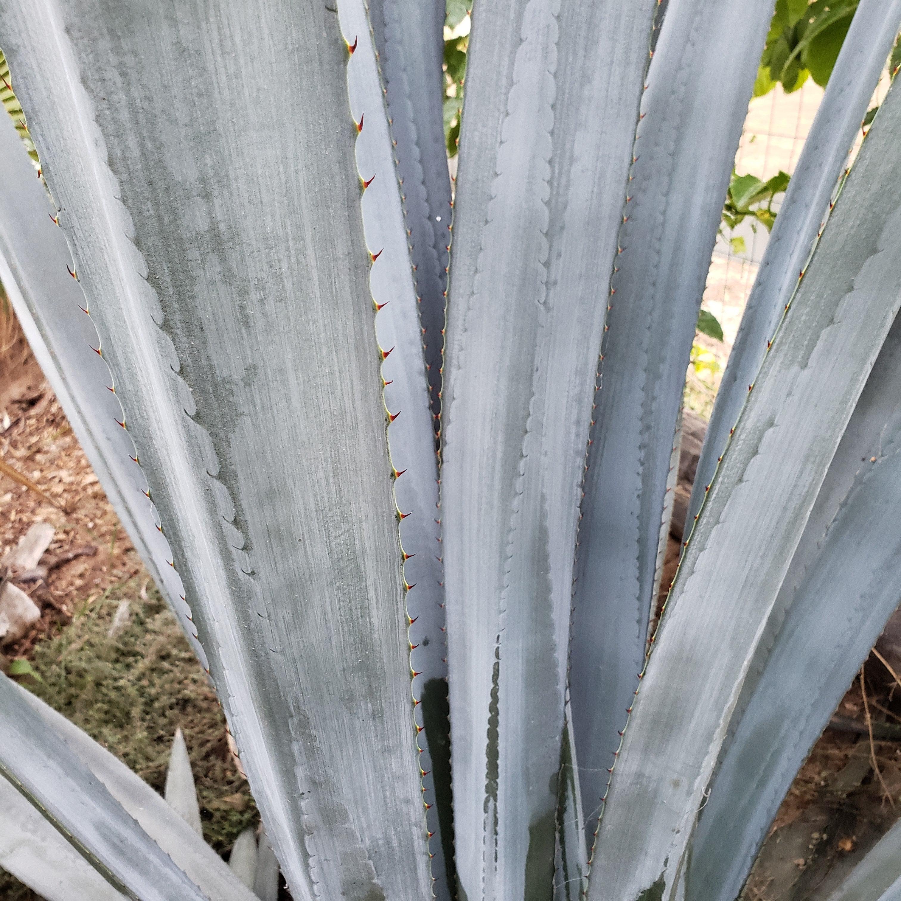 Blue agave - Agave Tequilana 'Tequila Plant'