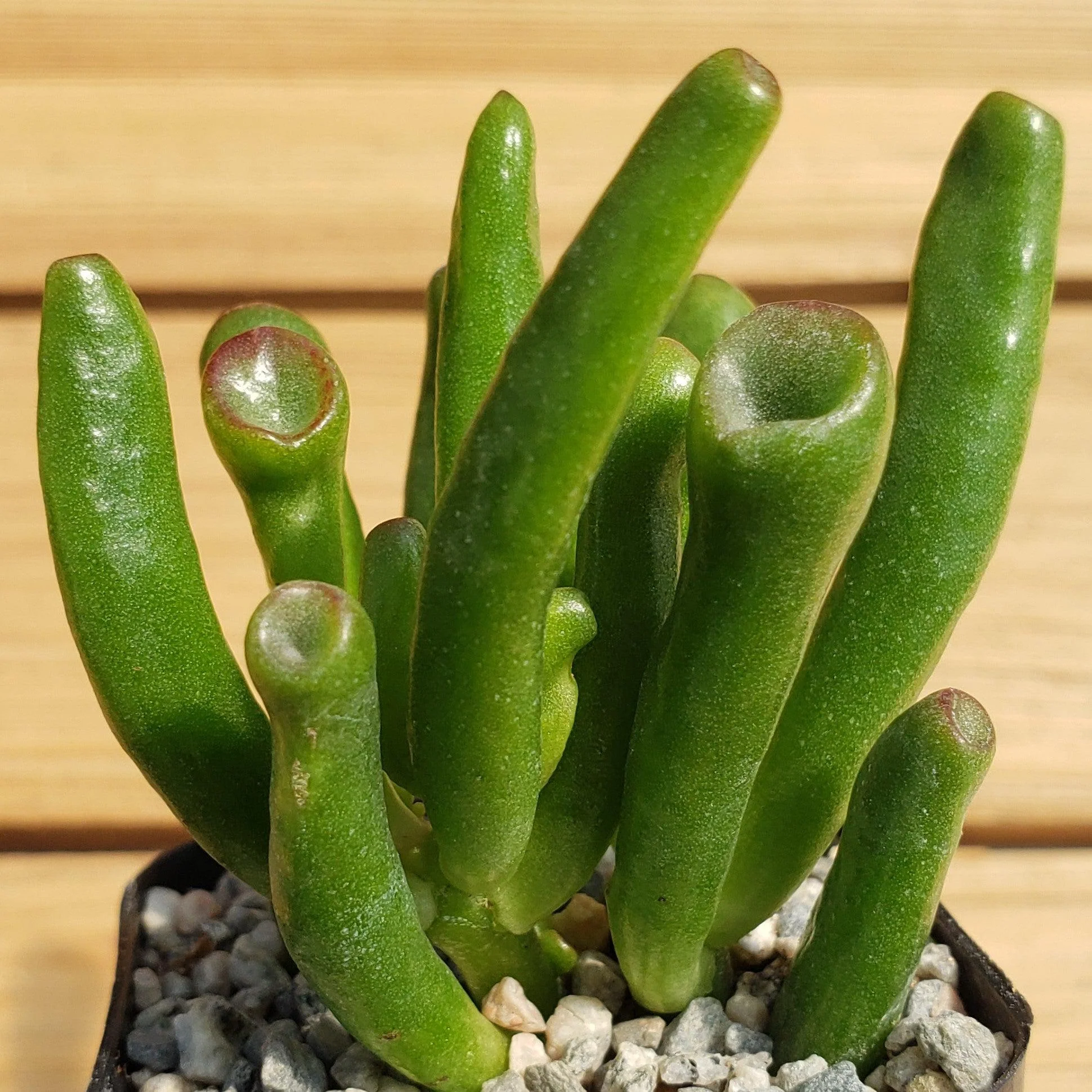 ET Fingers-Shrek Ears 'Crassula ovata Gollum Jade'
