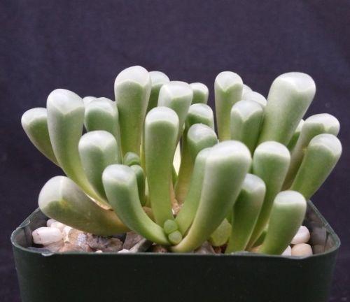 Baby Toes 'Fenestraria rhopalophylla'