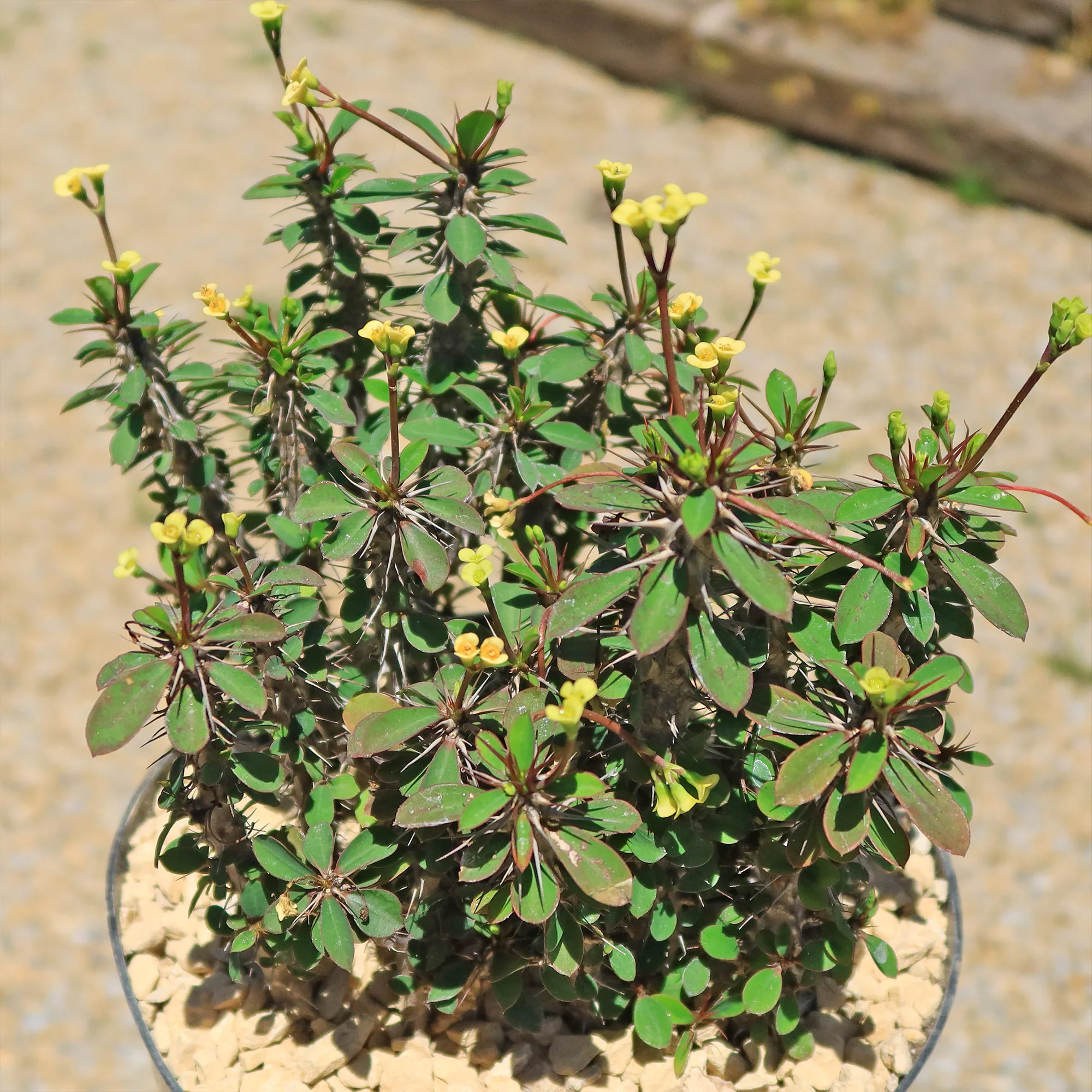 Euphorbia milii Yellow �C Crown of Thorns