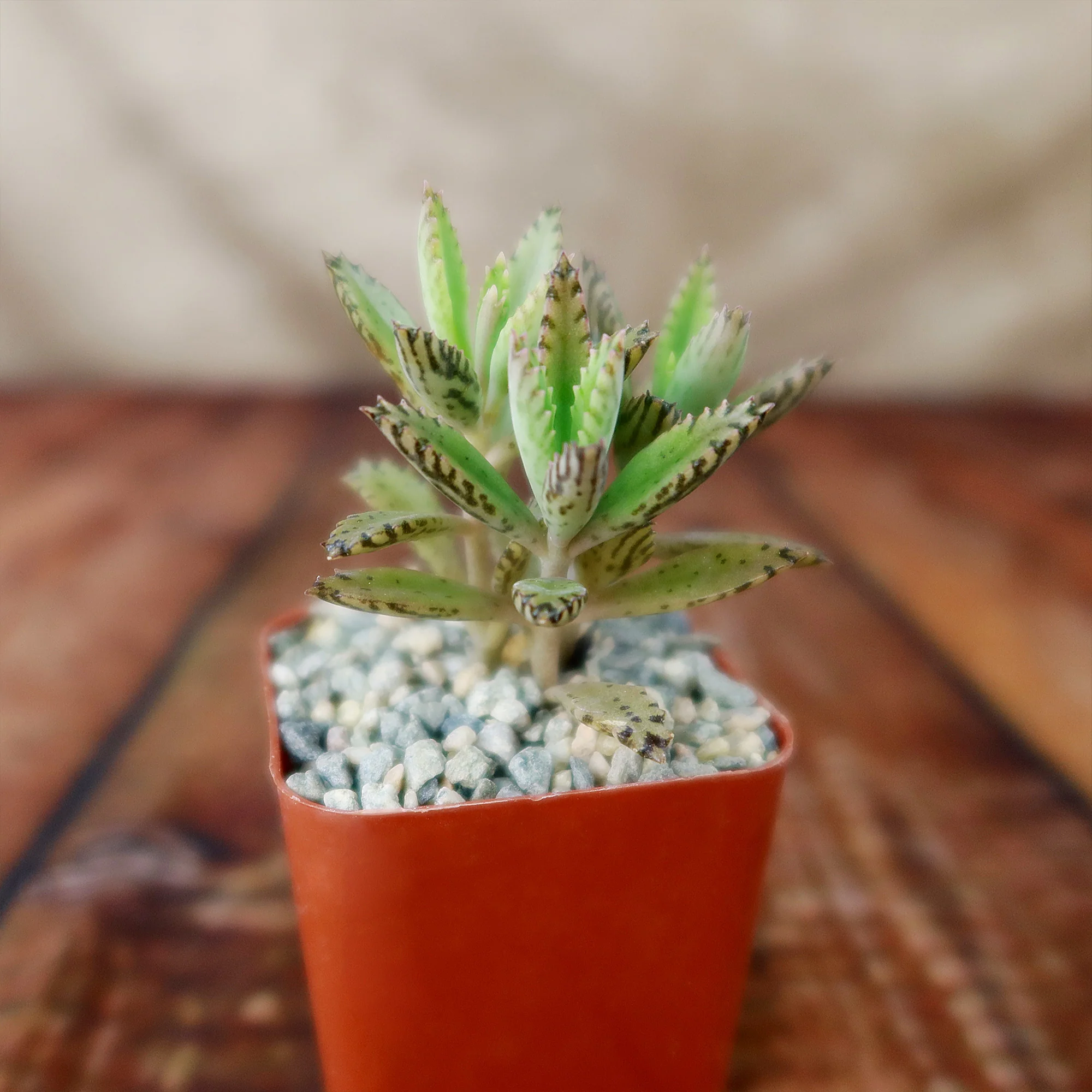 Hybrid Mother of Millions ��Kalanchoe houghtonii��