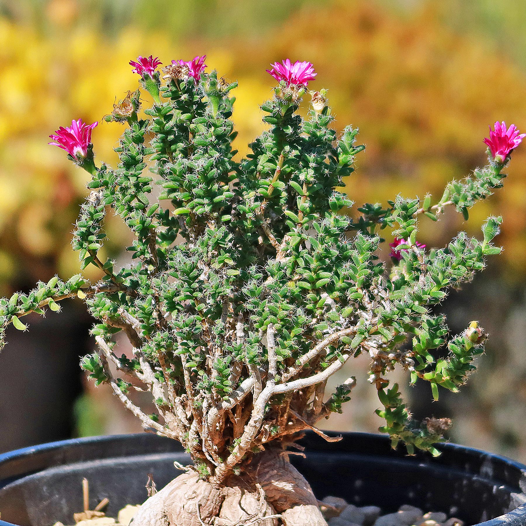 Trichodiadema bulbosom