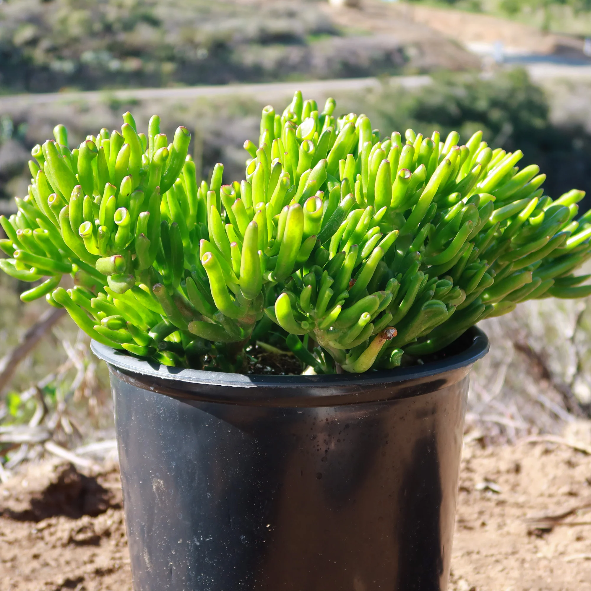 ET Fingers-Shrek Ears 'Crassula ovata Gollum Jade'