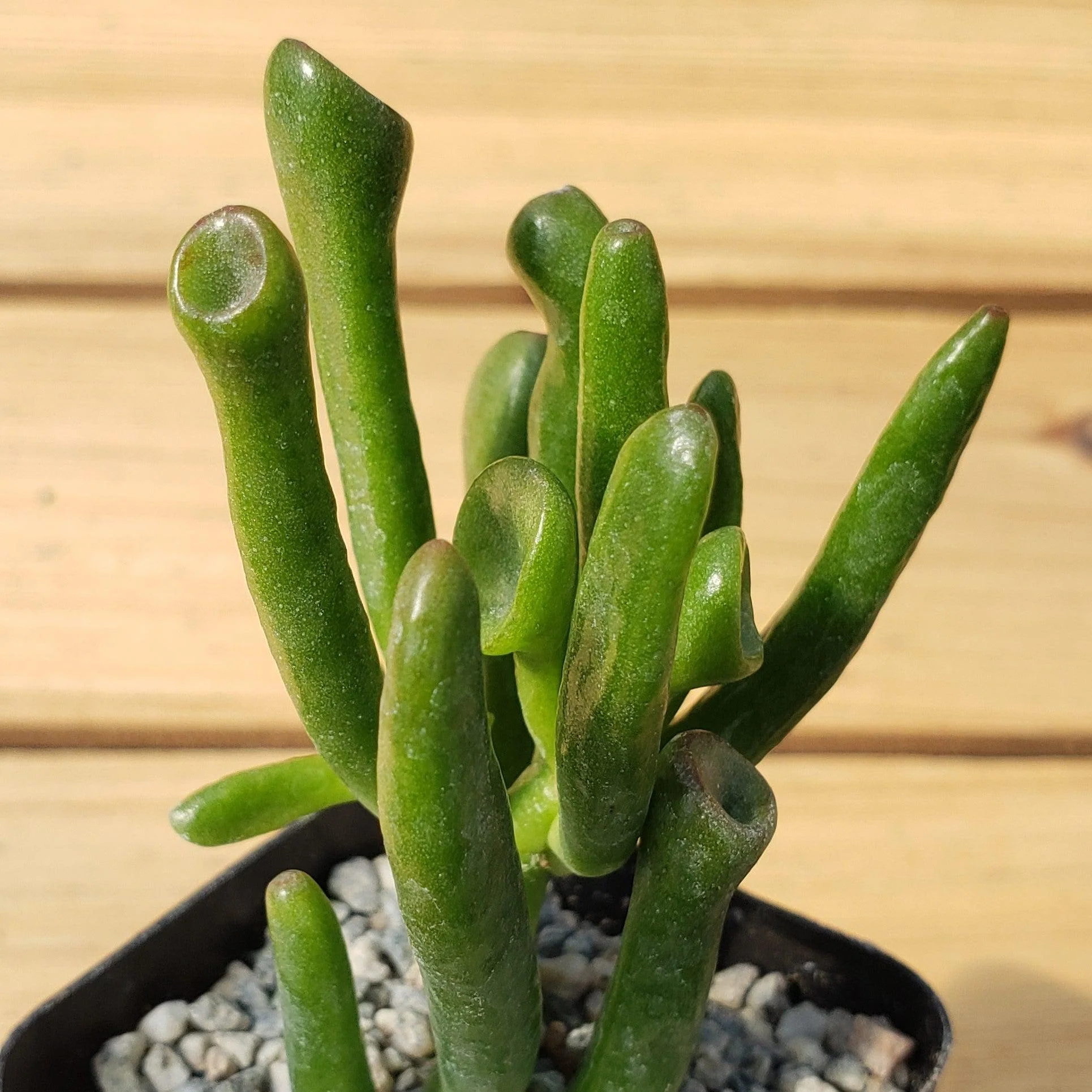 ET Fingers-Shrek Ears 'Crassula ovata Gollum Jade'