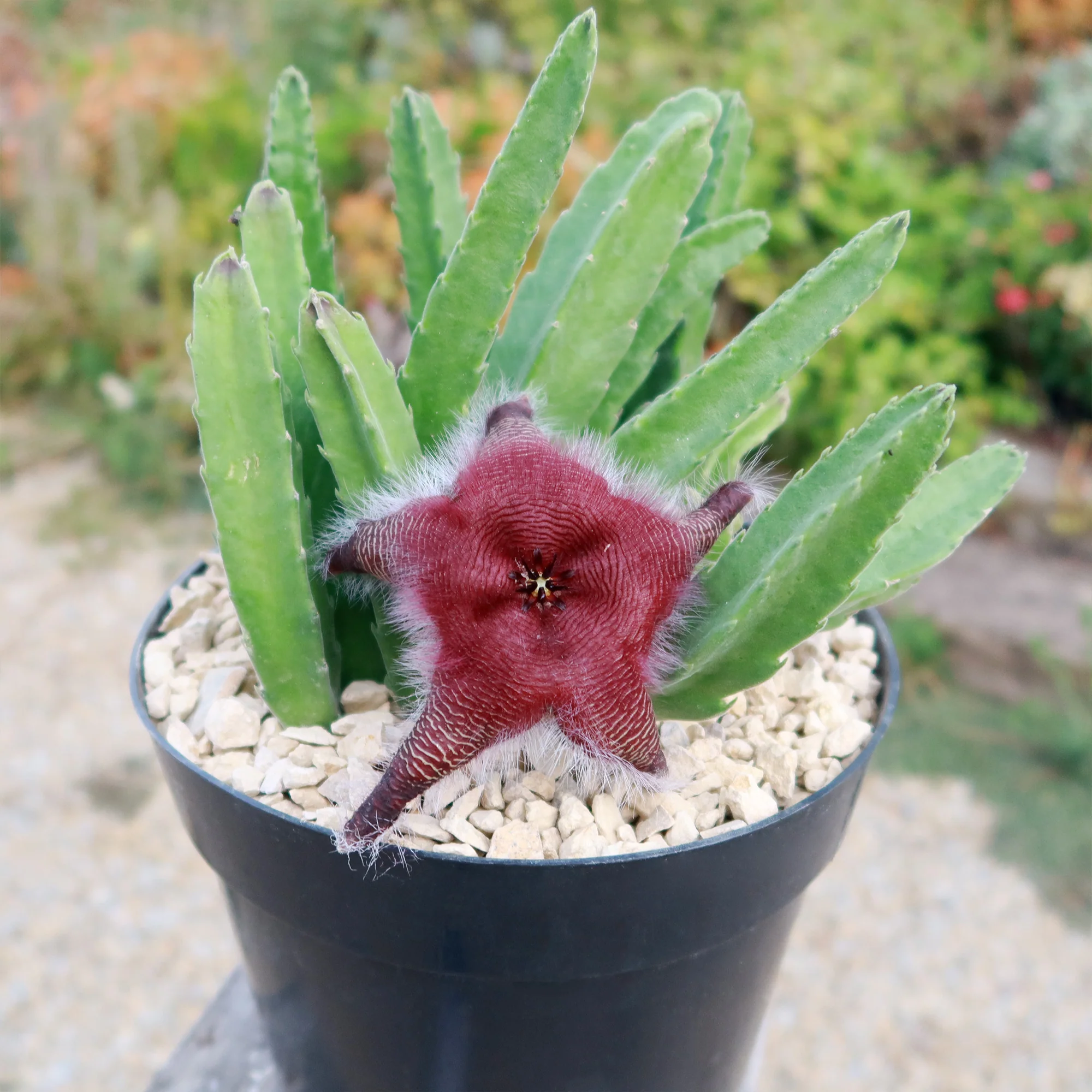 Giant Toad Plant ��Stapelia grandiflora��