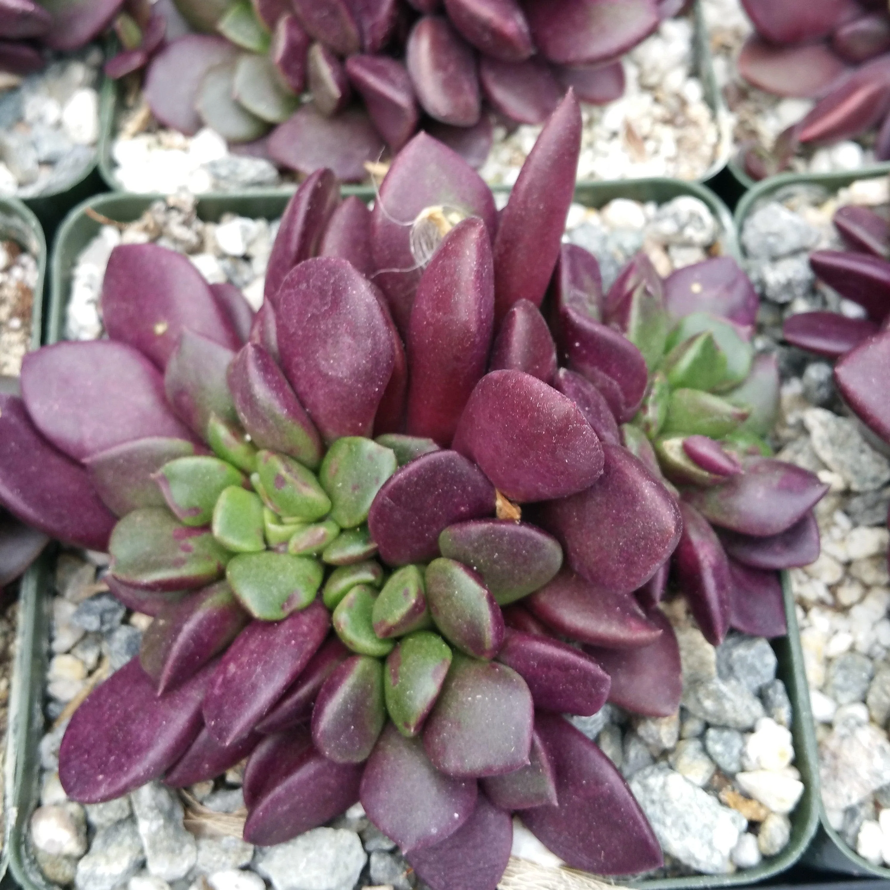 'Sand Rose Succulent - Anacampseros rufescens'