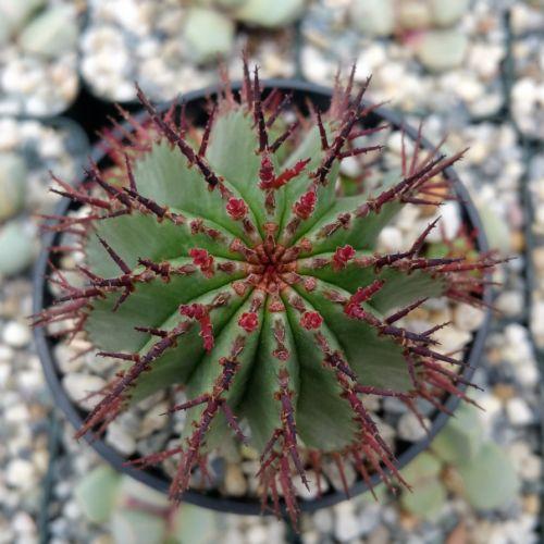 Milk Barrel Cactus ��Euphorbia cereiformis��