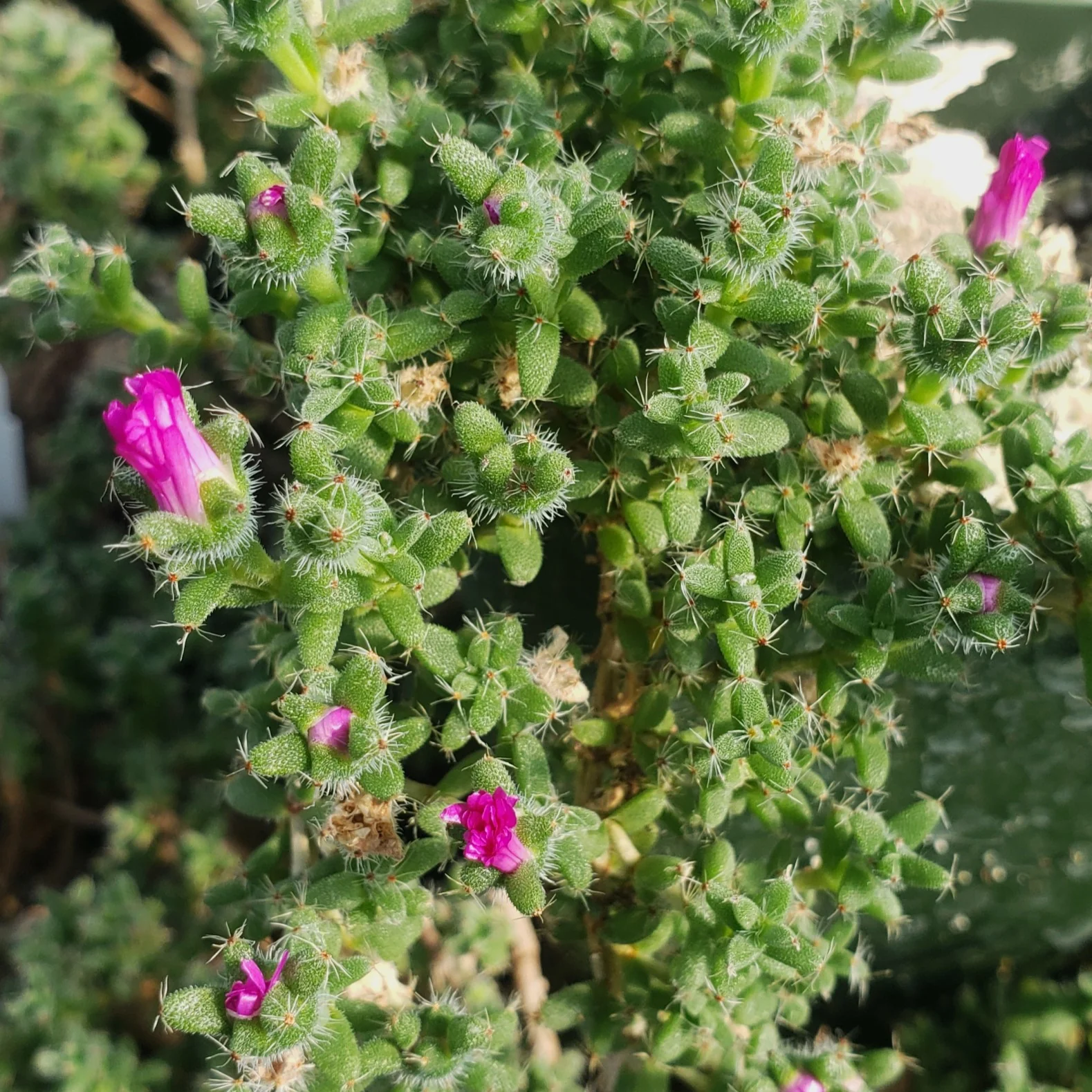 Trichodiadema bulbosom