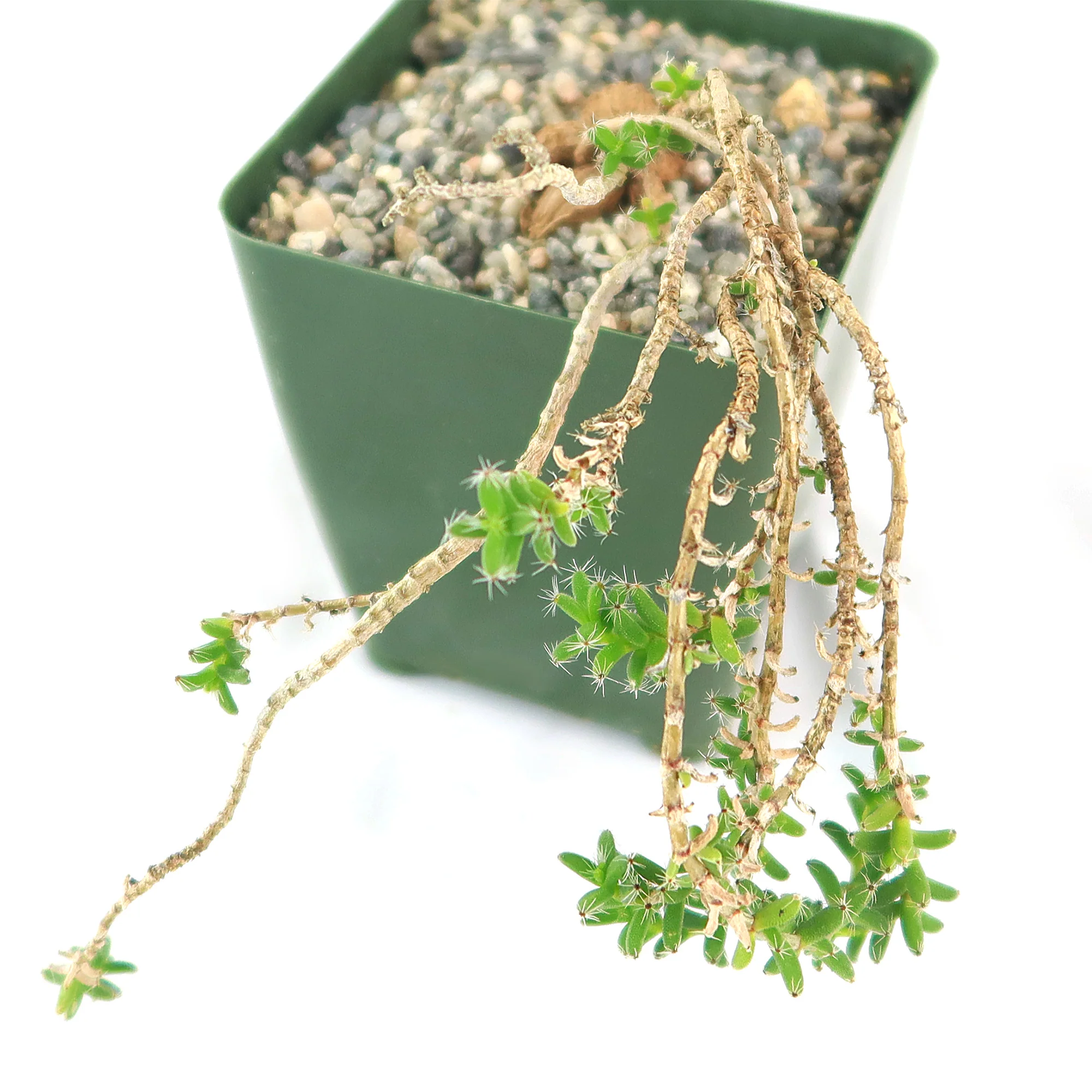 Trichodiadema bulbosom