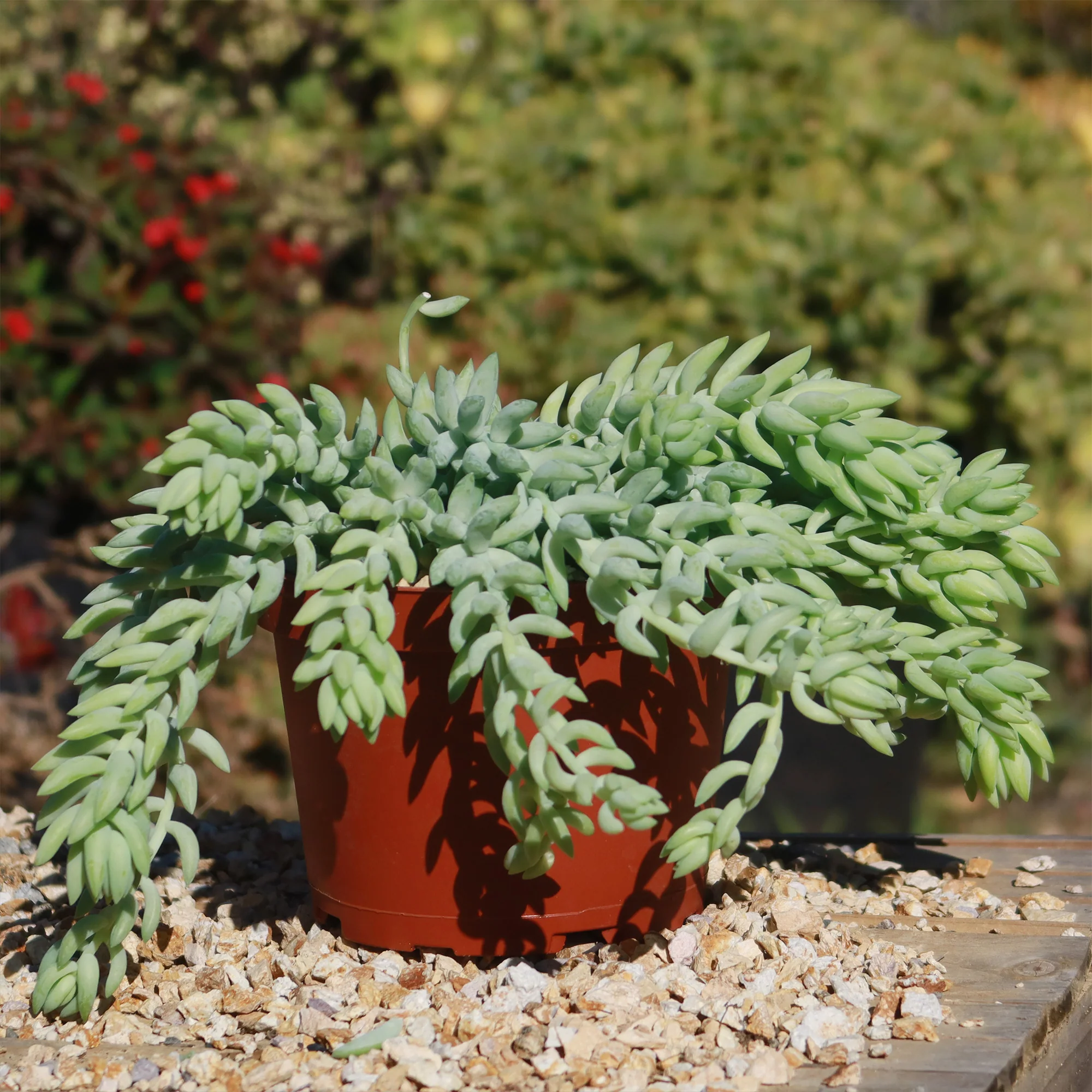 Donkey Tail Plant 'Sedum morganianum'