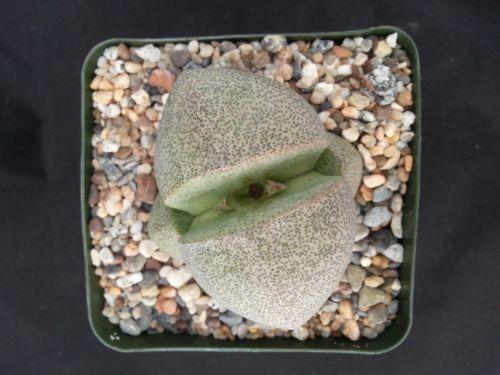 Split Rock Succulent 'Pleiospilos nelii' mesembs