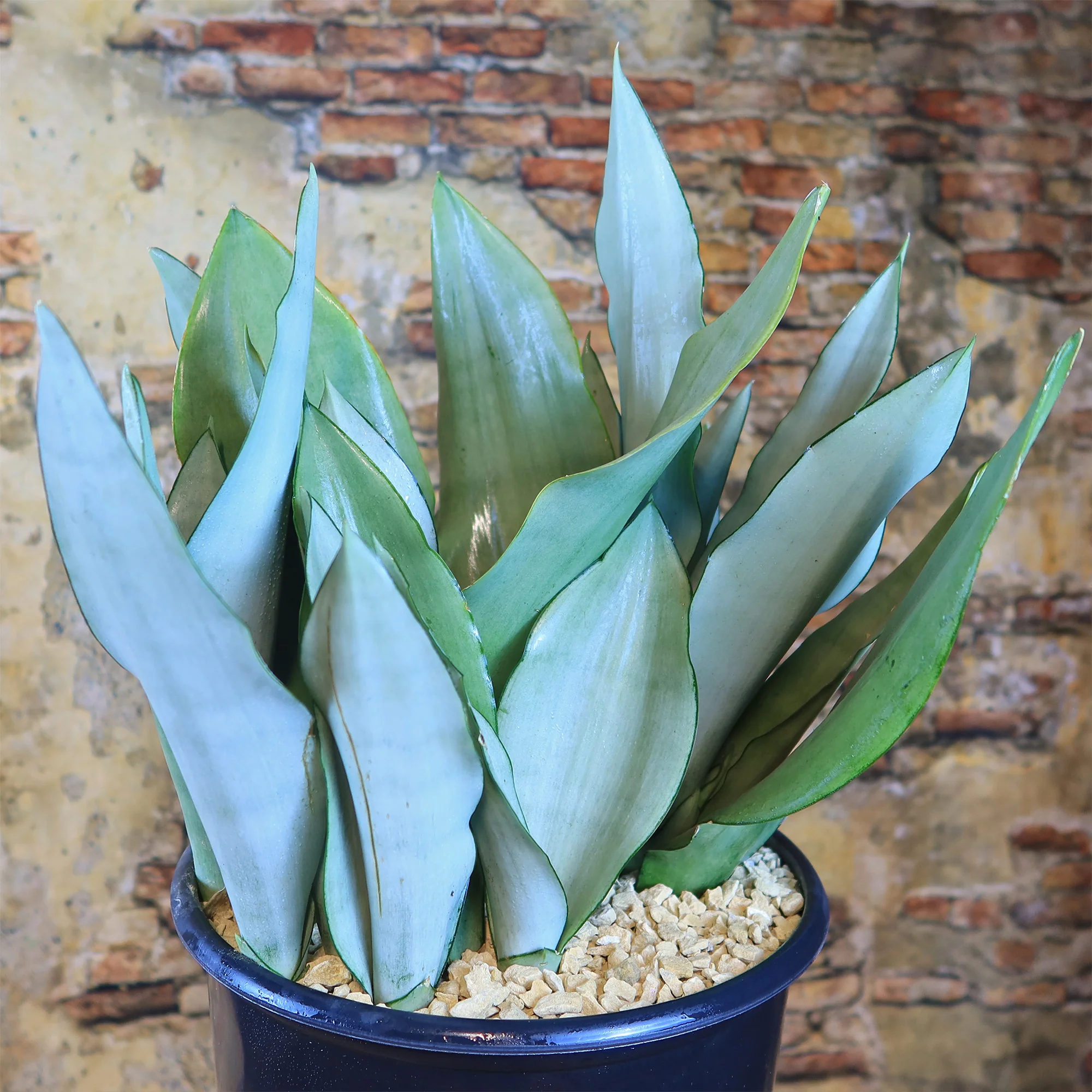 Moonshine Snake Plant - Sansevieria moonshine