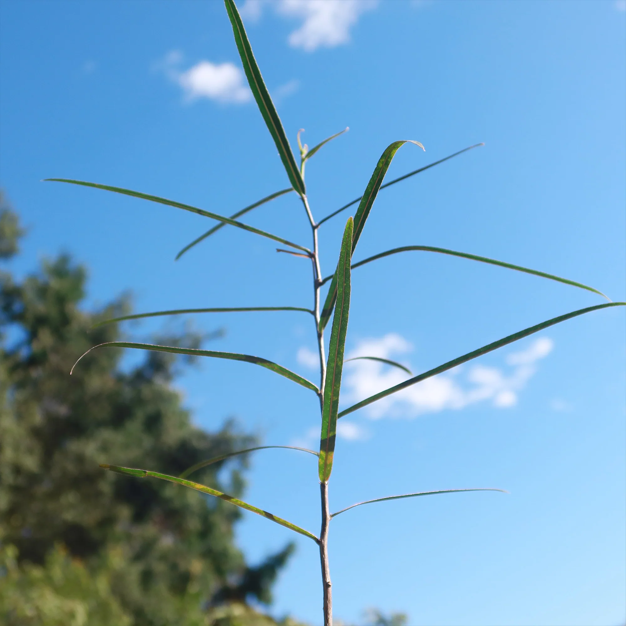 Queensland Bottle Tree 'Brachychiton rupestris'