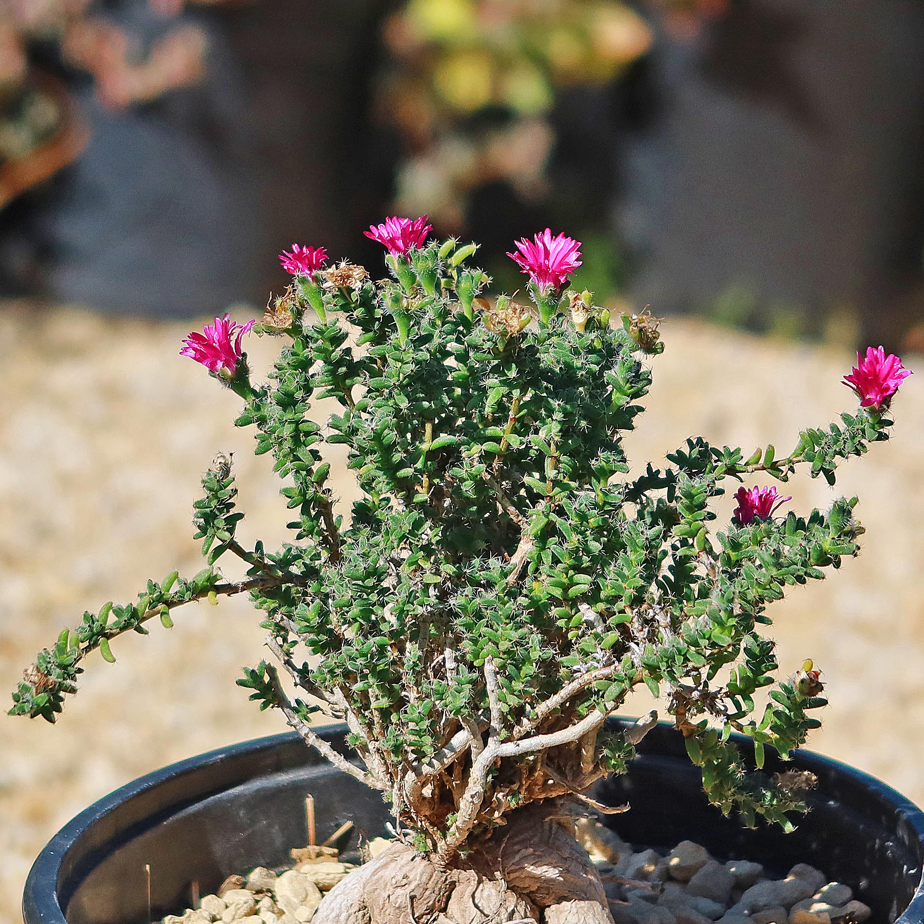 Trichodiadema bulbosom