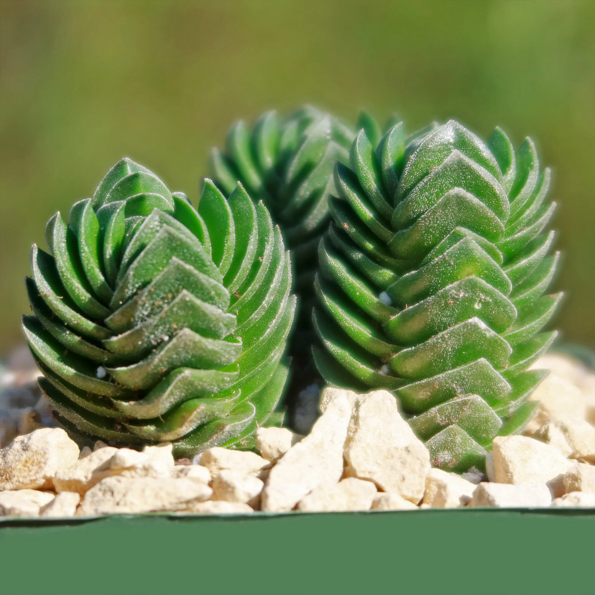 Crassula Buddha's Temple