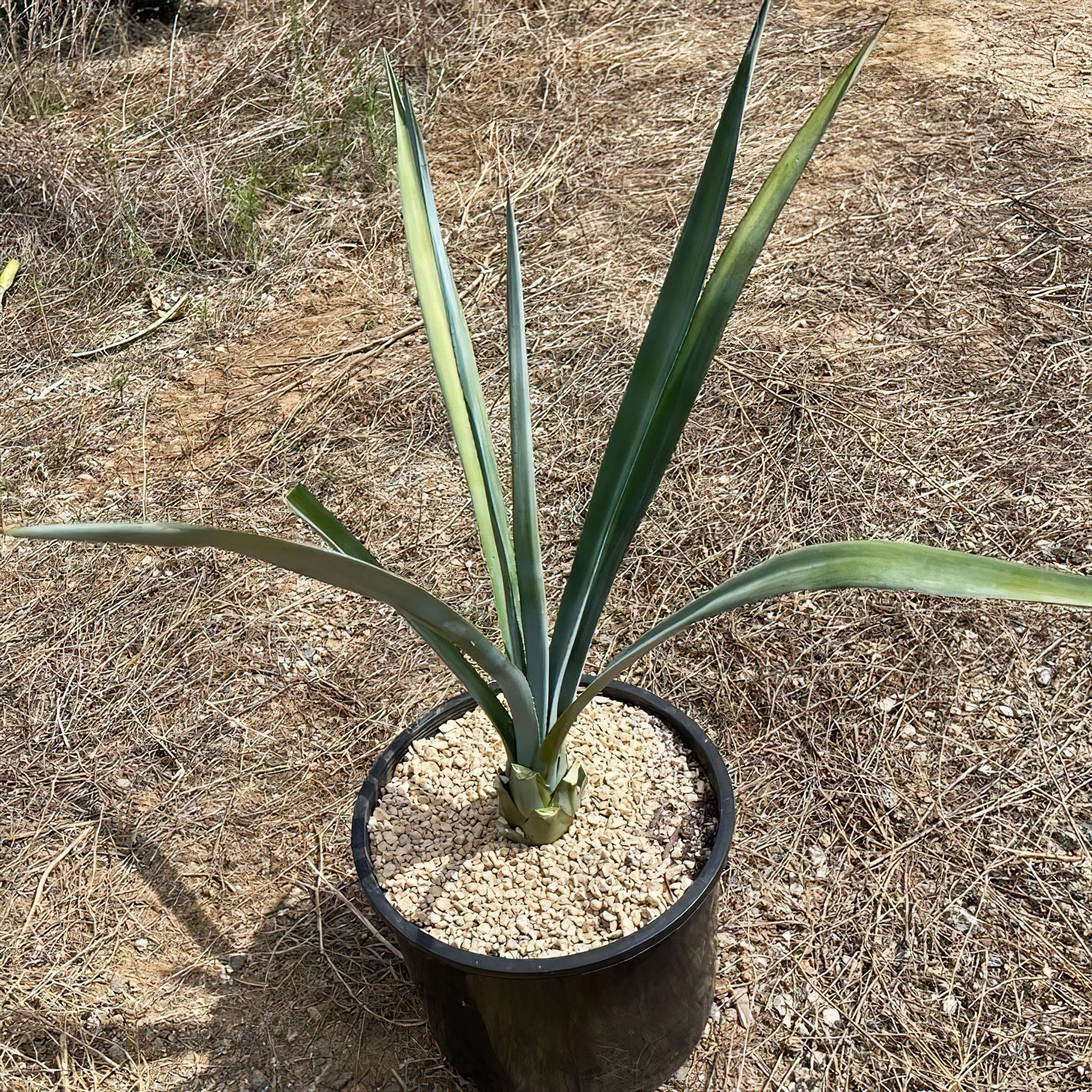 Blue agave - Agave Tequilana 'Tequila Plant'
