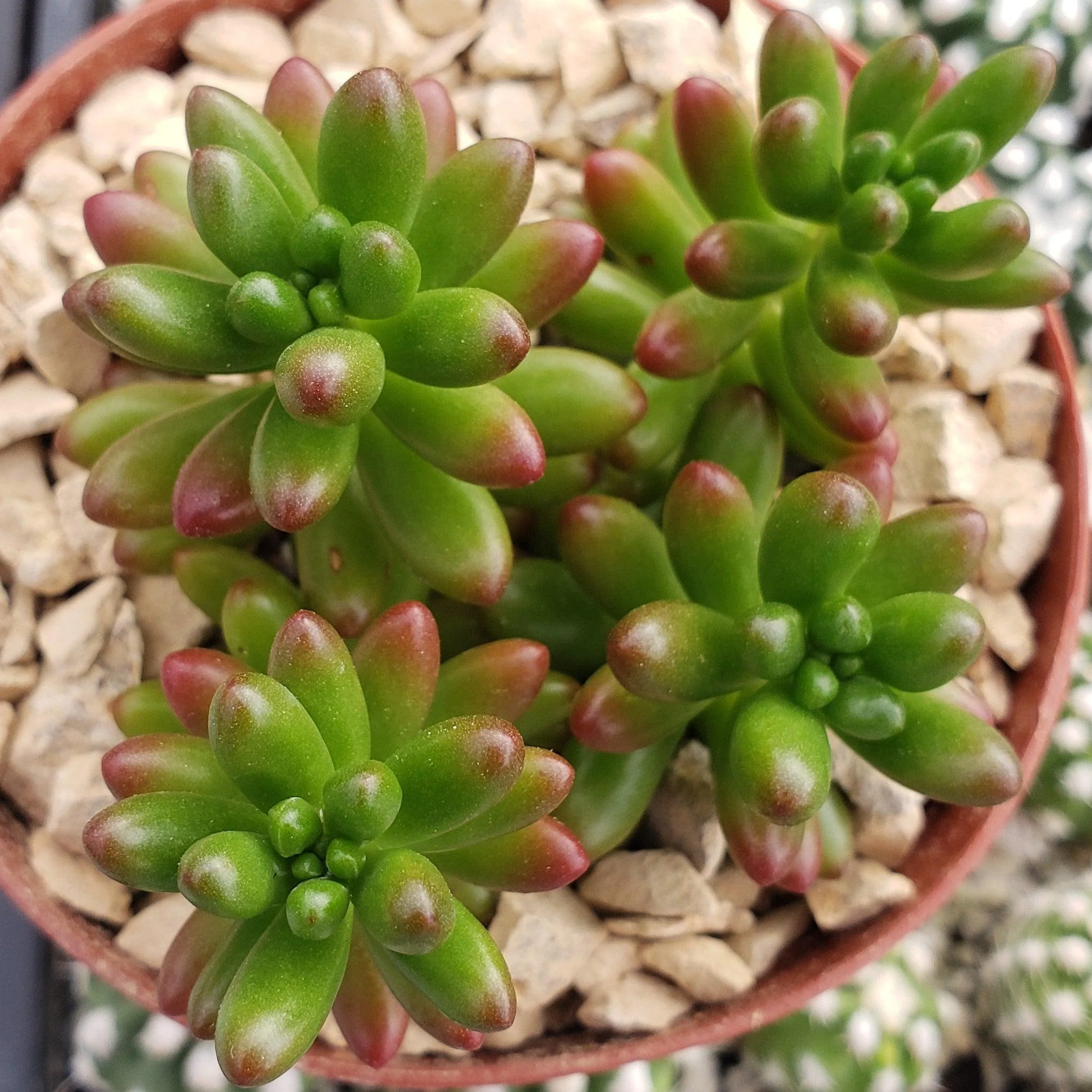 Jelly Bean Succulent 'Sedum rubrotinctum'