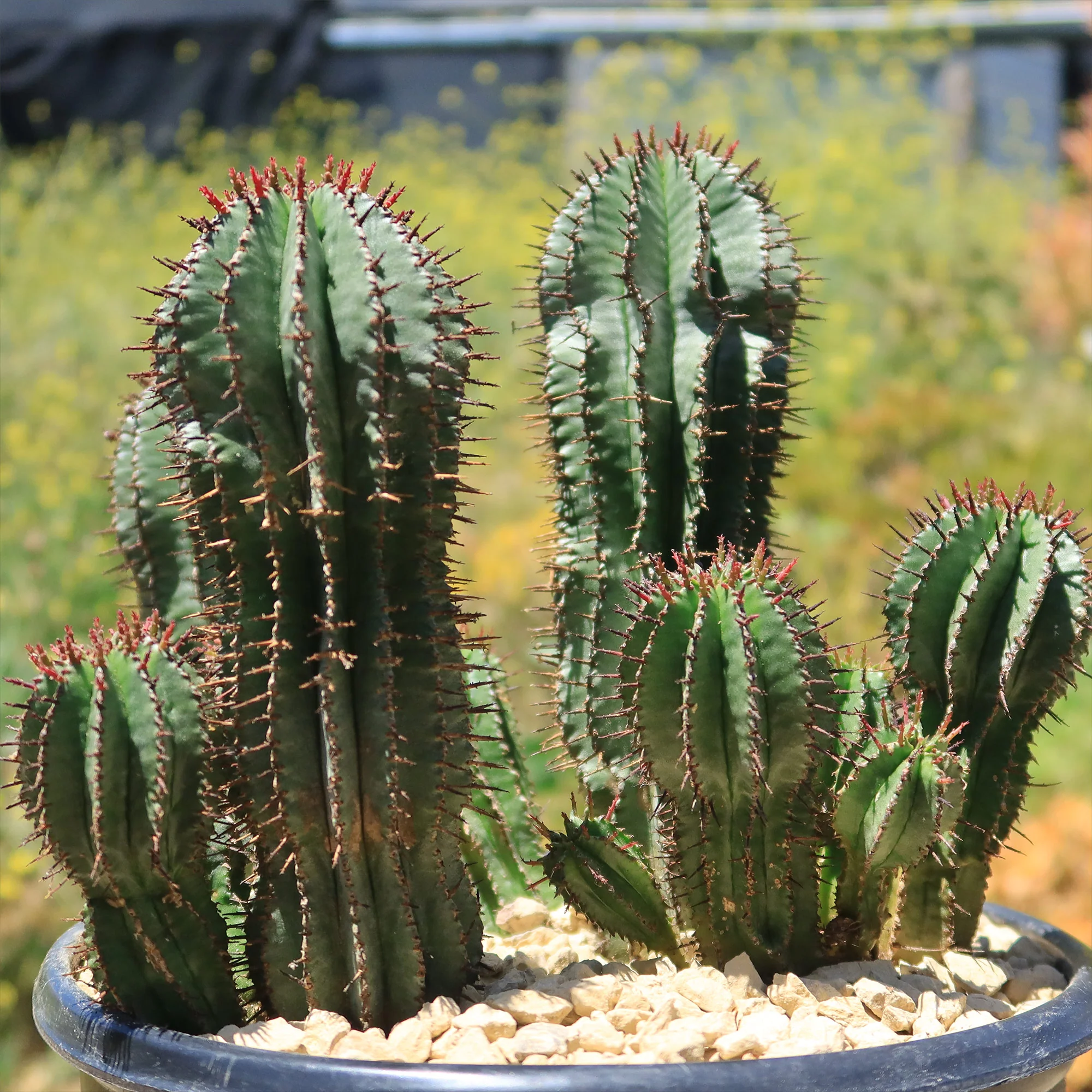Milk Barrel Cactus ��Euphorbia cereiformis��