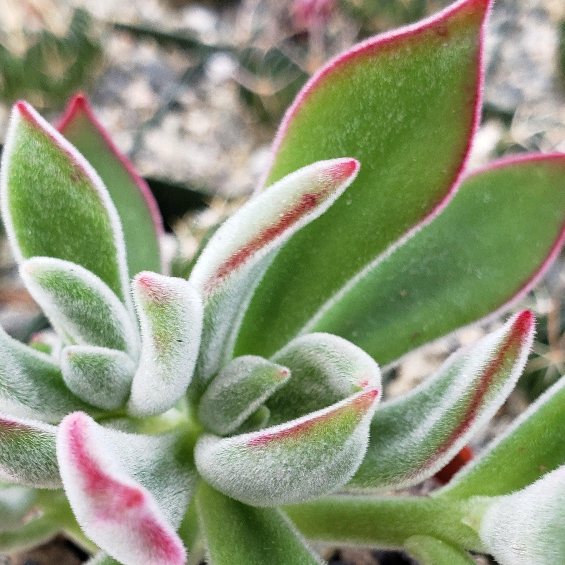 Ruby Slipper Succulent ��Echeveria harmsii��