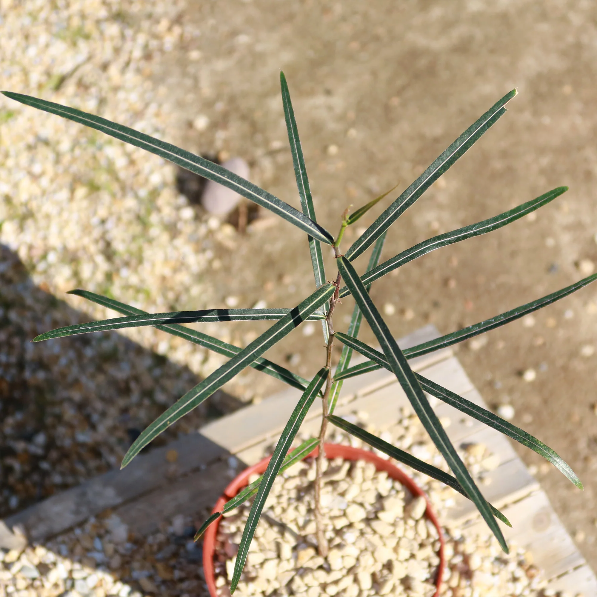 Queensland Bottle Tree 'Brachychiton rupestris'