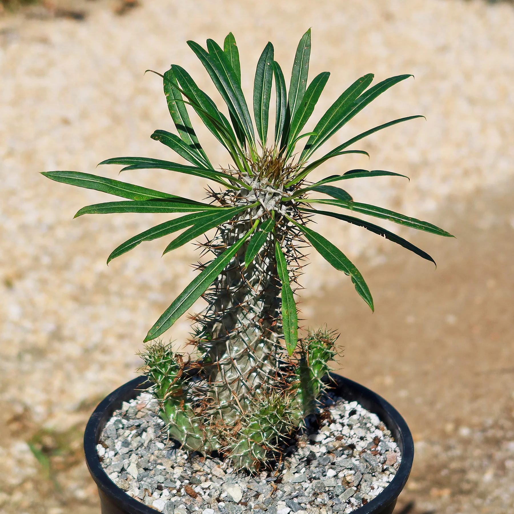 Madagascar Palm Plant - Pachypodium lamerei