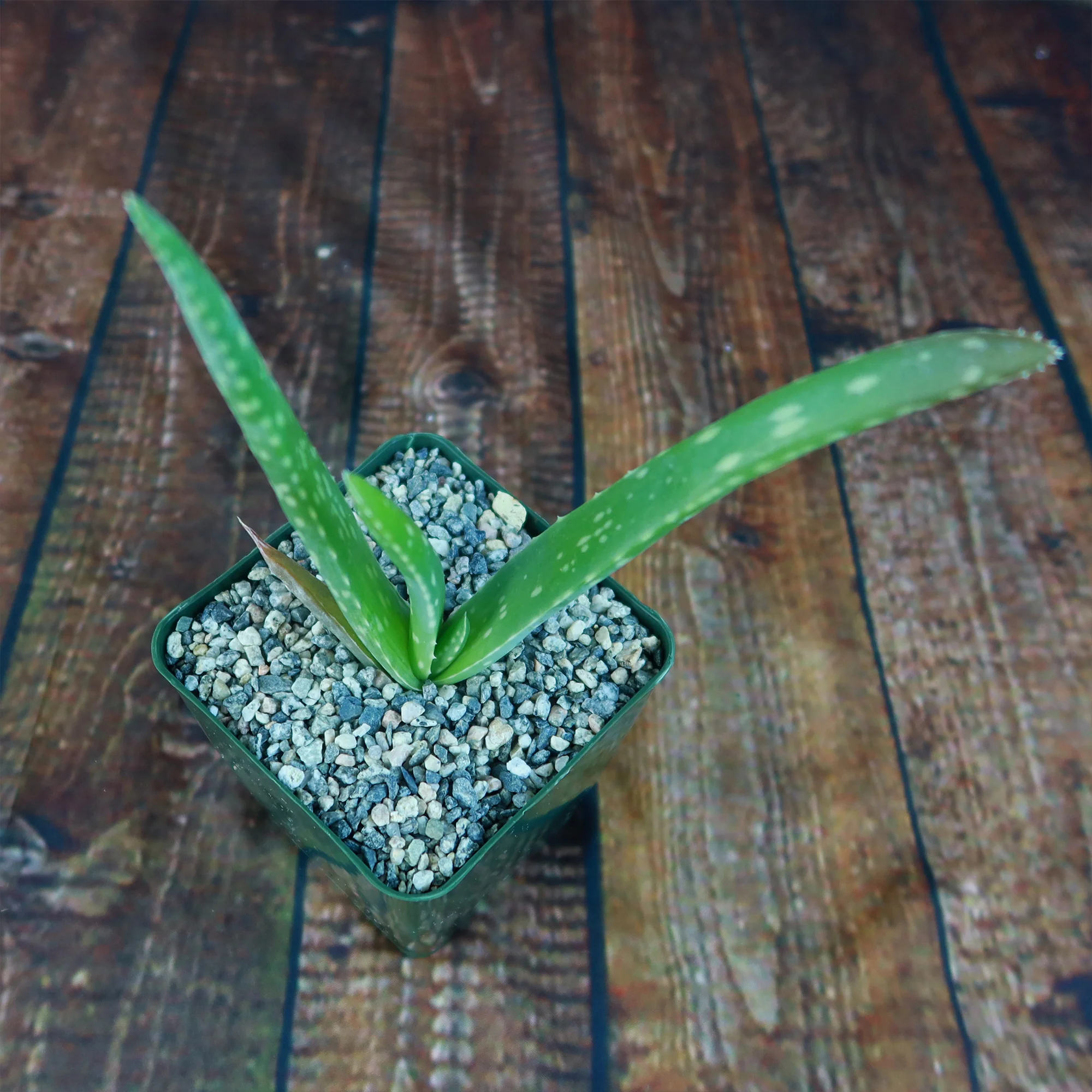 Aloe Vera - Aloe?barbadensis 'miller'