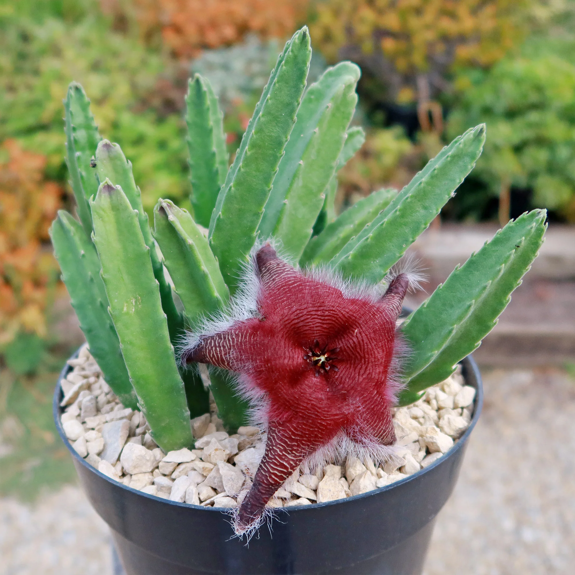 Giant Toad Plant ��Stapelia grandiflora��