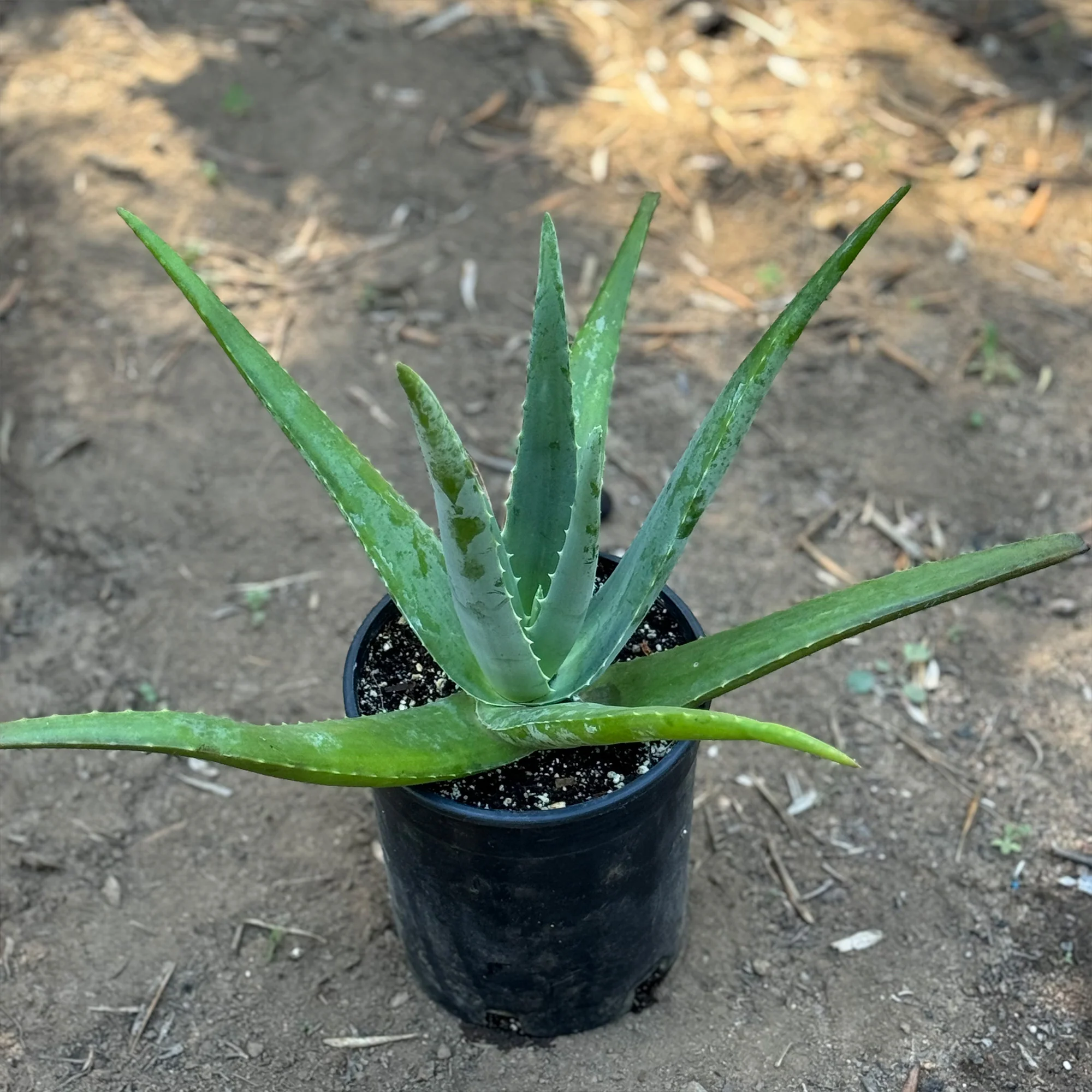 Aloe Vera - Aloe?barbadensis 'miller'